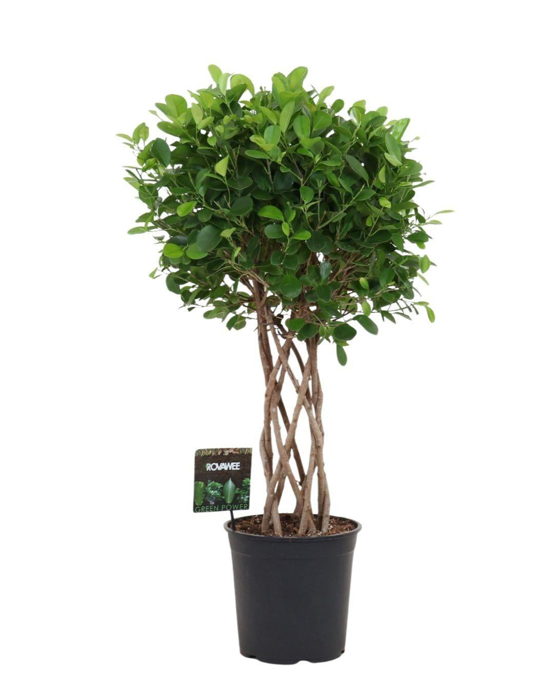 Ficus Moclame – 120cm – Geflochtener Zylinderstamm – Elegant gewachsene Zimmerpflanze für helle Innenräume – Immergrüne Ficus – Art Ø24-27cm – Plant