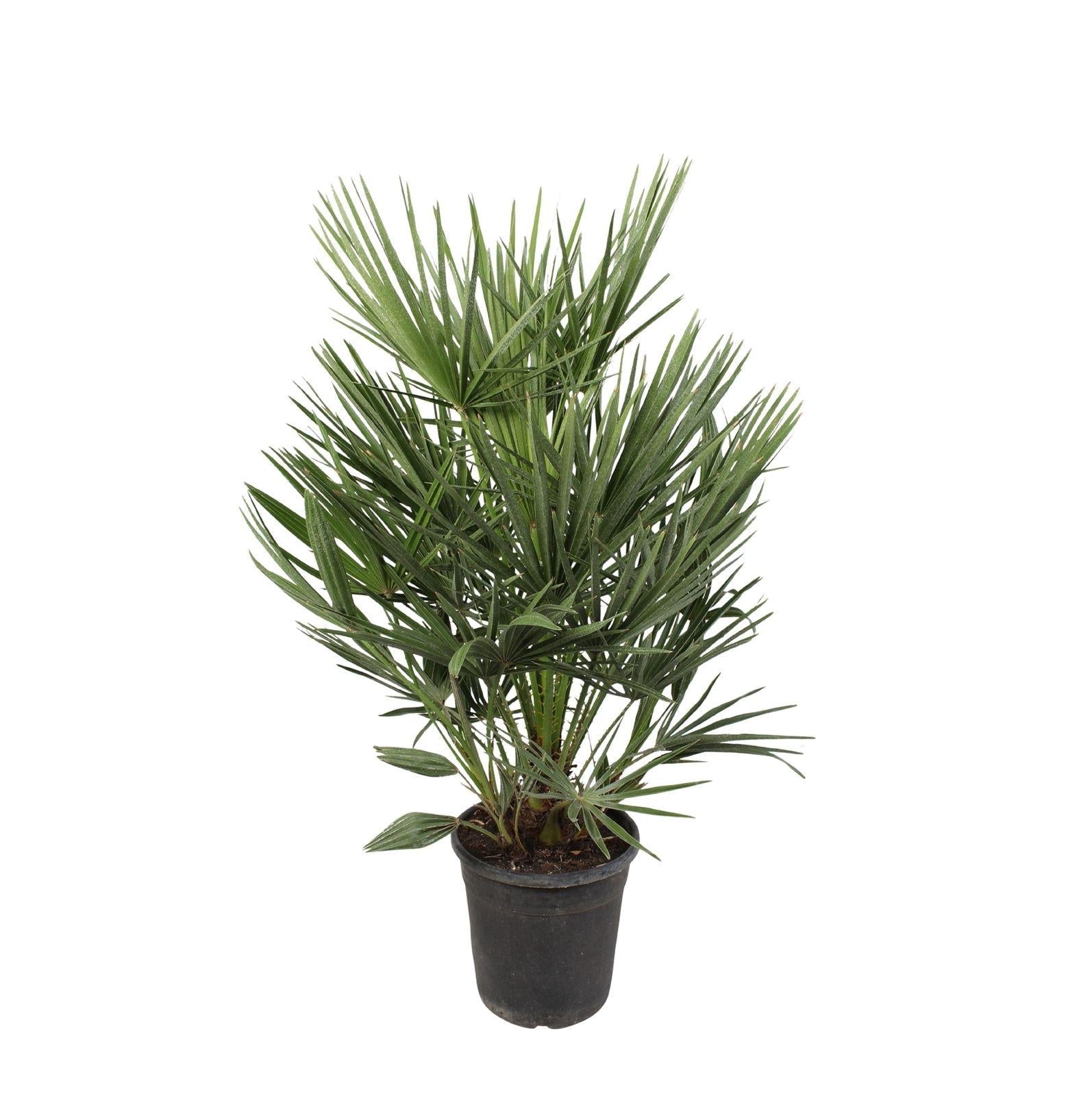 Grüne Zwergpalme Chamaerops humilis – Zimmerpflanze 100cm – Ø21cm – Mediterrane Palme – Winterhart – Pflegeleicht & Robust – Plant
