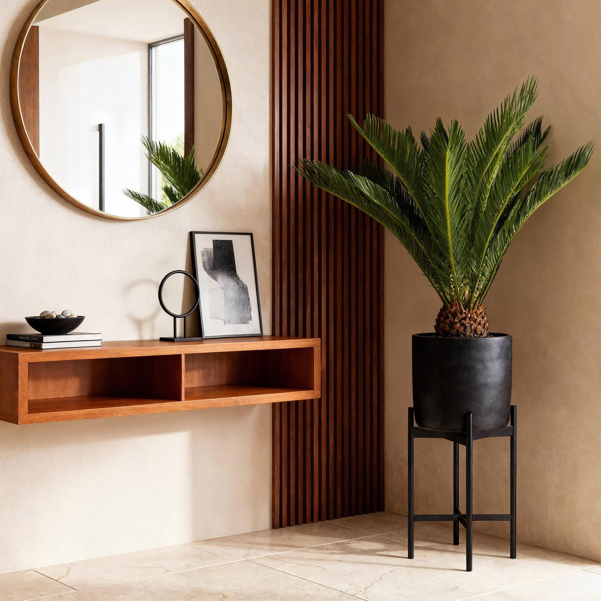 Cycas Revoluta – Palmfarn – 70cm – 17cm – 2 Pflanzen – Pflegeleichte Sago – Palmen im Doppelset – Robuste Zimmerpflanzen mit fiederförmigen Blättern