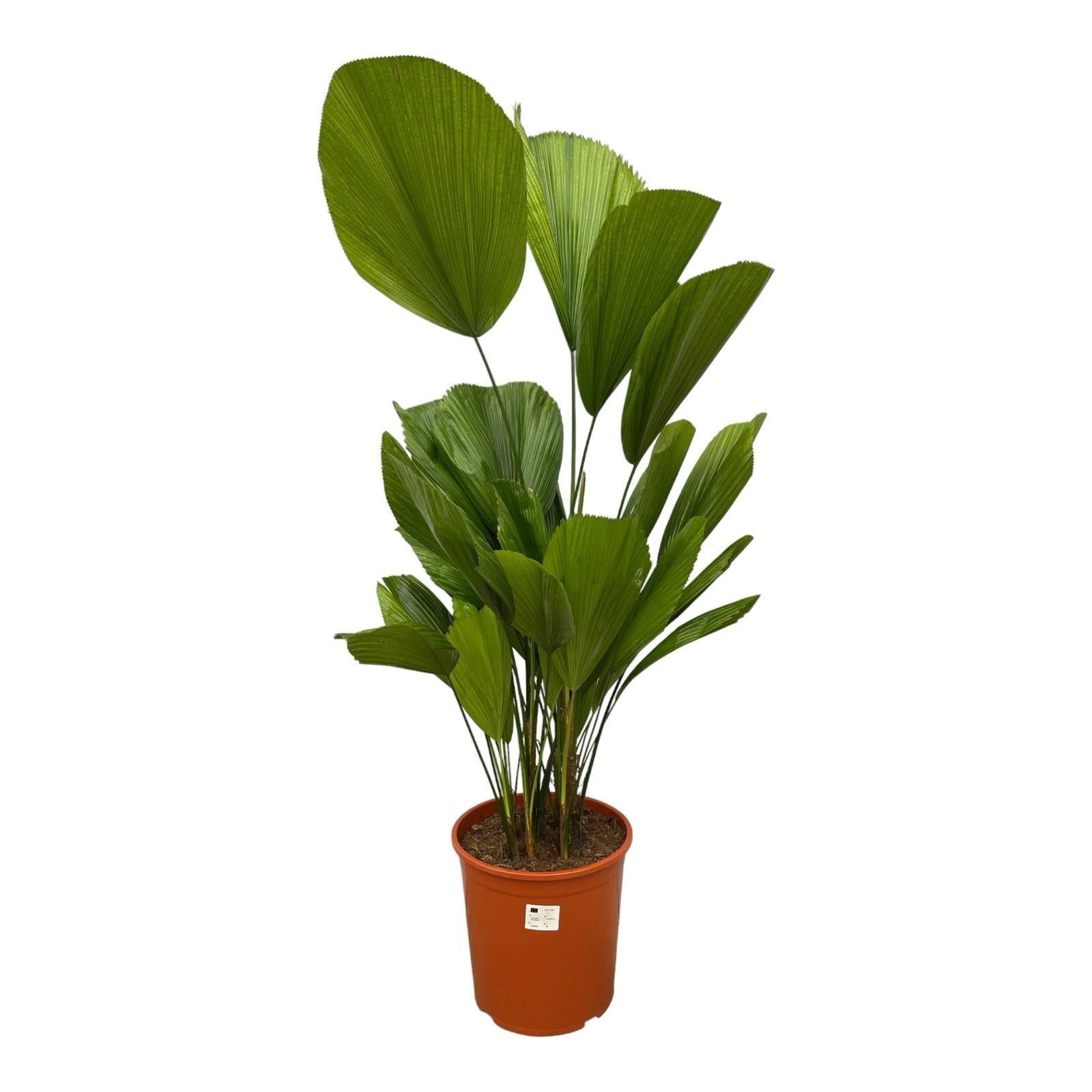 Fächerpalme – Licuala Grandis – Zimmerpflanze – Ø19cm – ↕90cm – Exotischer Blickfang mit großen Fächerblättern – Für Innen & Schattenplätze
