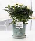 Rose Weiß im Keramiktopf – Ø12cm ↕30cm – Weiße Rose im modernen Blumentopf – Elegante Zimmerpflanze für Innenräume – Symbol für Reinheit & Stil – Plant