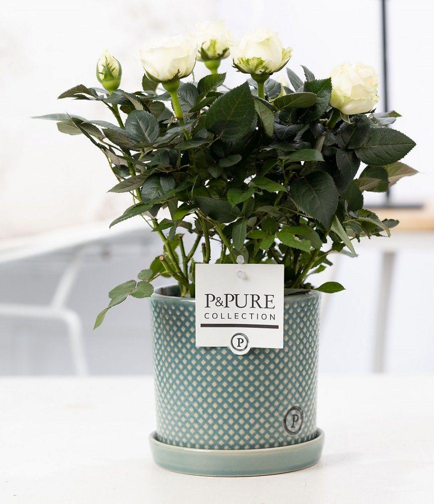 Rose Weiß im Keramiktopf – Ø12cm ↕30cm – Weiße Rose im modernen Blumentopf – Elegante Zimmerpflanze für Innenräume – Symbol für Reinheit & Stil – Plant