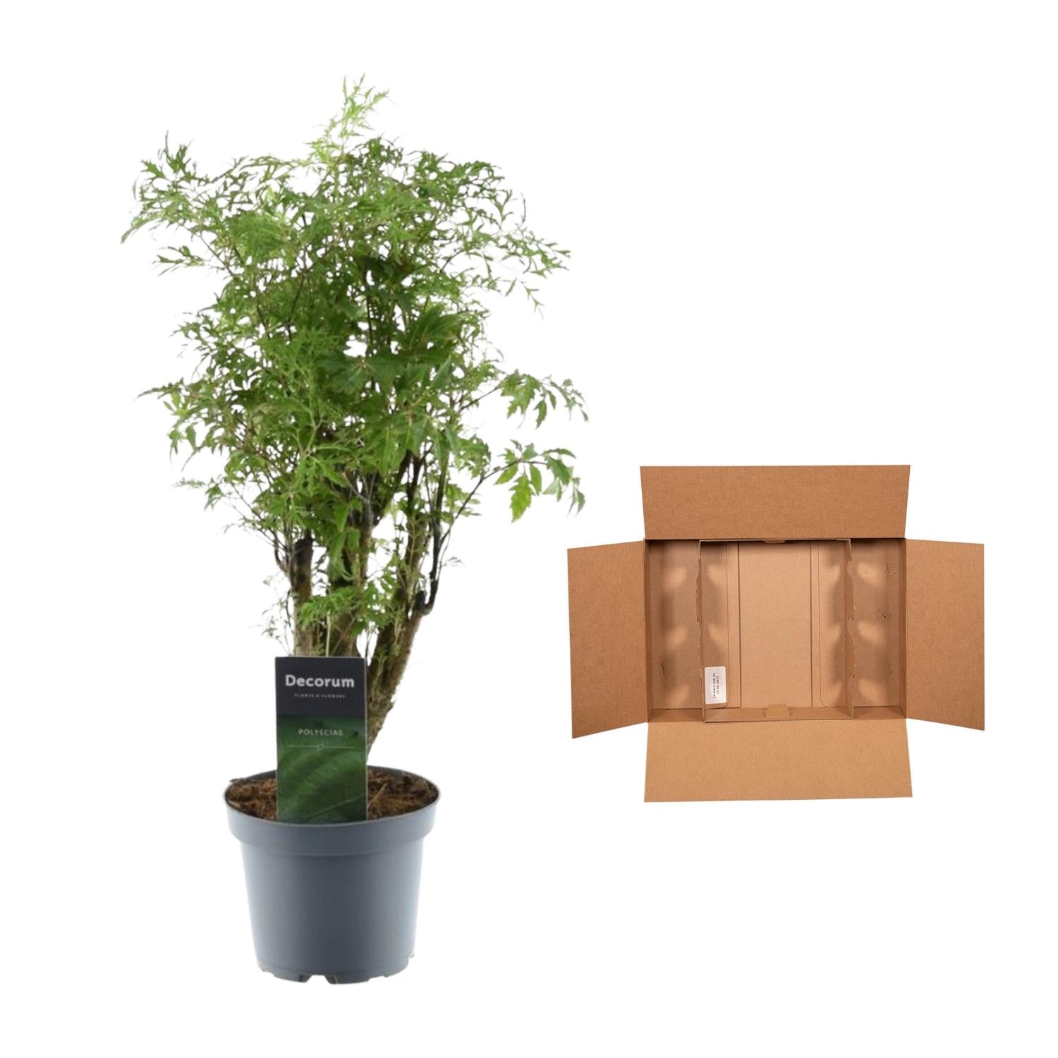Polyscias Hawaiiana Ming 45cm – Ø12cm – Zimmerpflanze mit dichtem, tiefgrünem Blattwerk – Pflegeleicht & ideal für Wohnzimmer, Büro & Innenräume – Plant