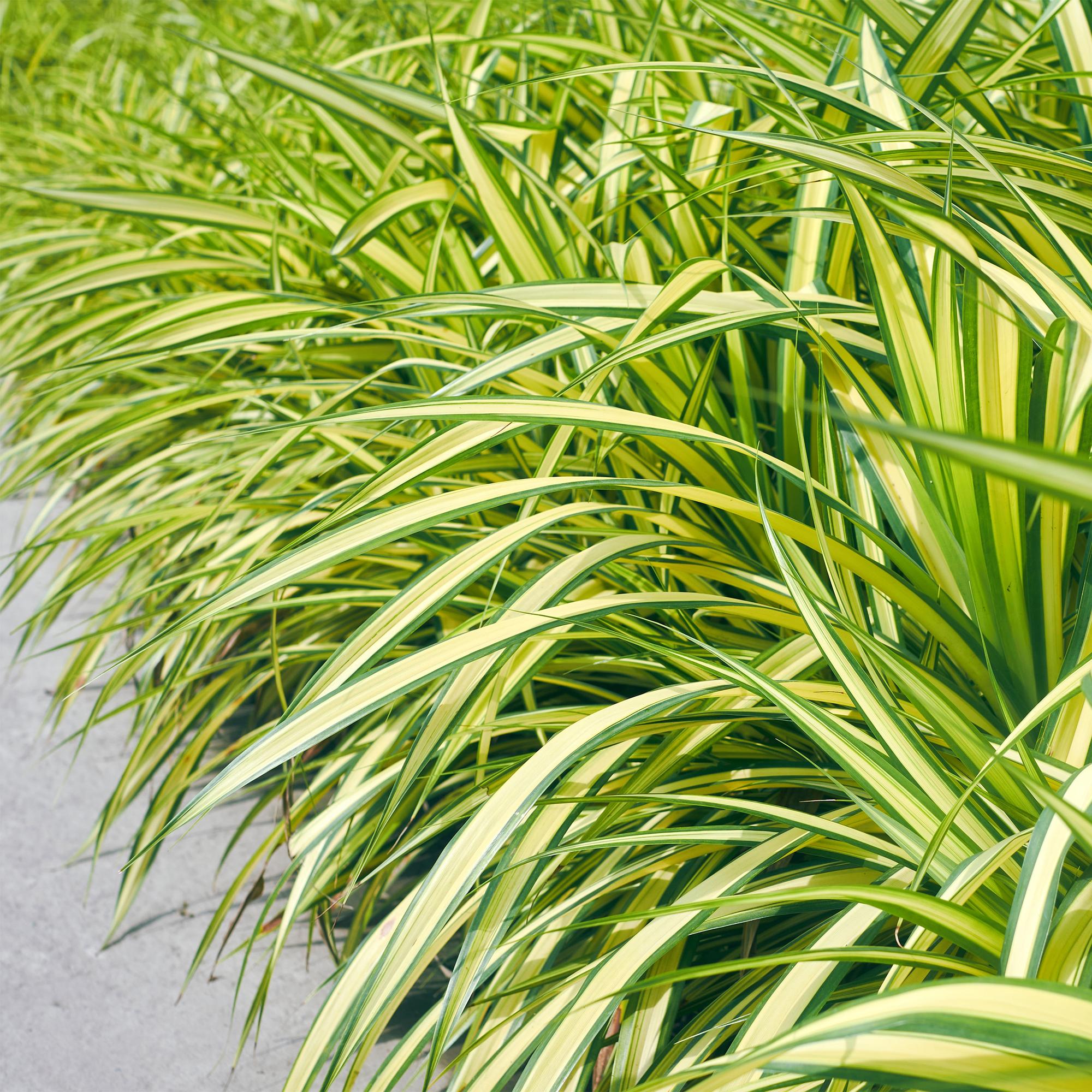 Ziergras Segge Carex oshimensis Evergold – Gelb – Grün panaschiert – Immergrün & winterhart – Höhe ca. 50cm – 17cm – Für Beet, Kübel & Balkon – Plant