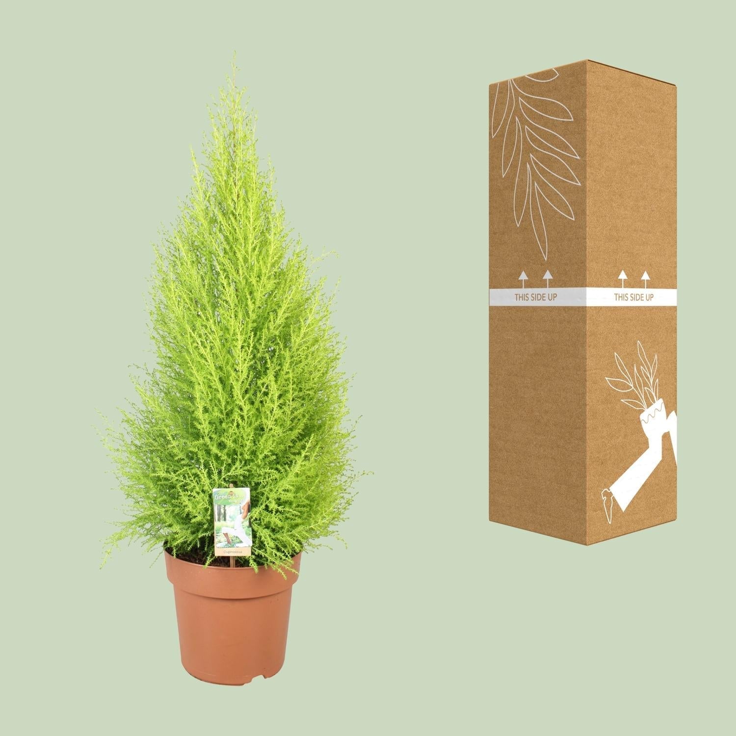 Cupressus Goldcrest 'Wilma' – Zeder – Zimmer – & Gartenpflanze – Ø21cm – Ca. 90cm hoch – Pflegeleichte Immergrüne mit zitronigem Duft – Plant