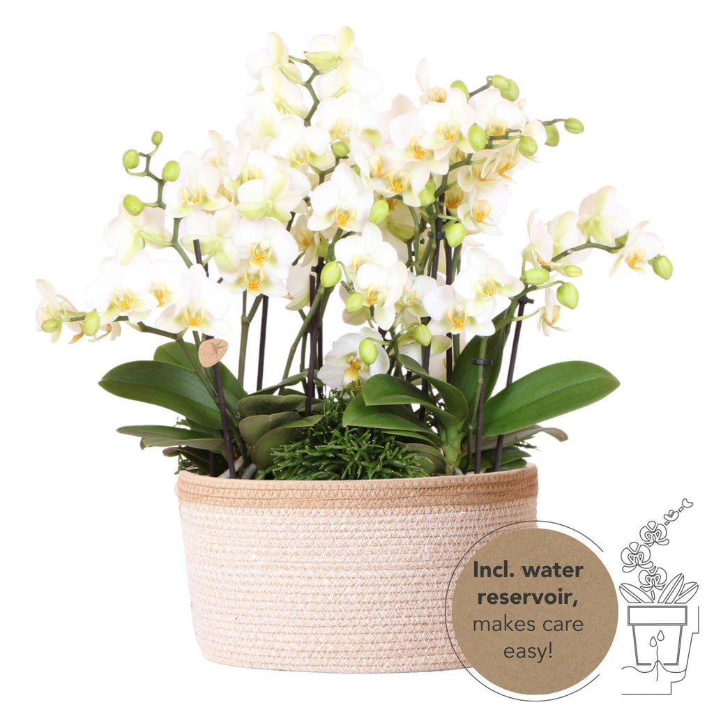 Weißes Pflanzenset im Baumwollkorb – 3 Orchideen Lausanne & 3 Grünpflanzen – Ø9cm – Mit autarkem Wassertank – Dekoratives Pflanzenarrangement – Plant