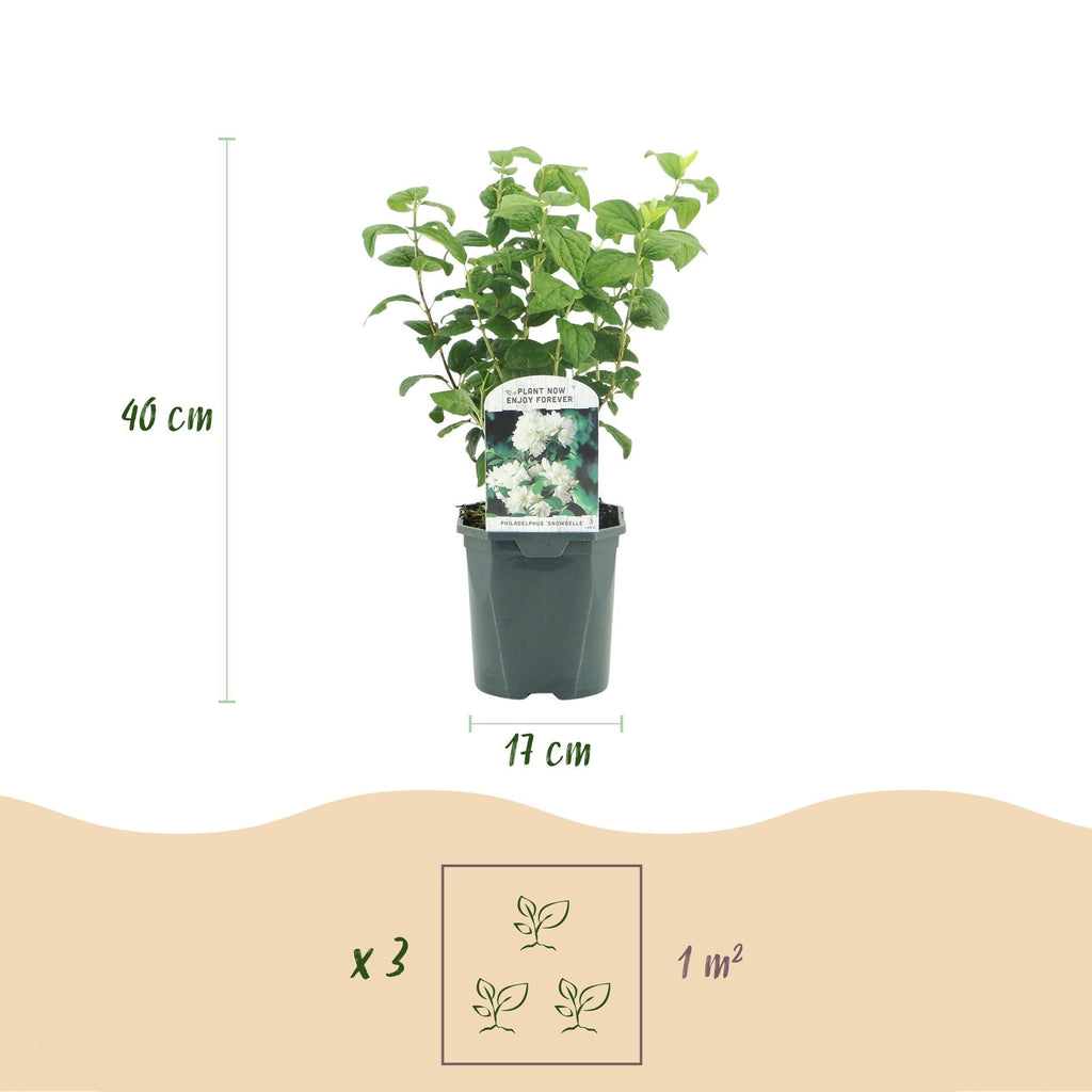 Bauernjasmin Philadelphus Snowbelle – Duftende Weiße Blüten – Wenig Pflege – 17cm Höhe 45cm – Für Garten, Terrasse & Balkon – Plant