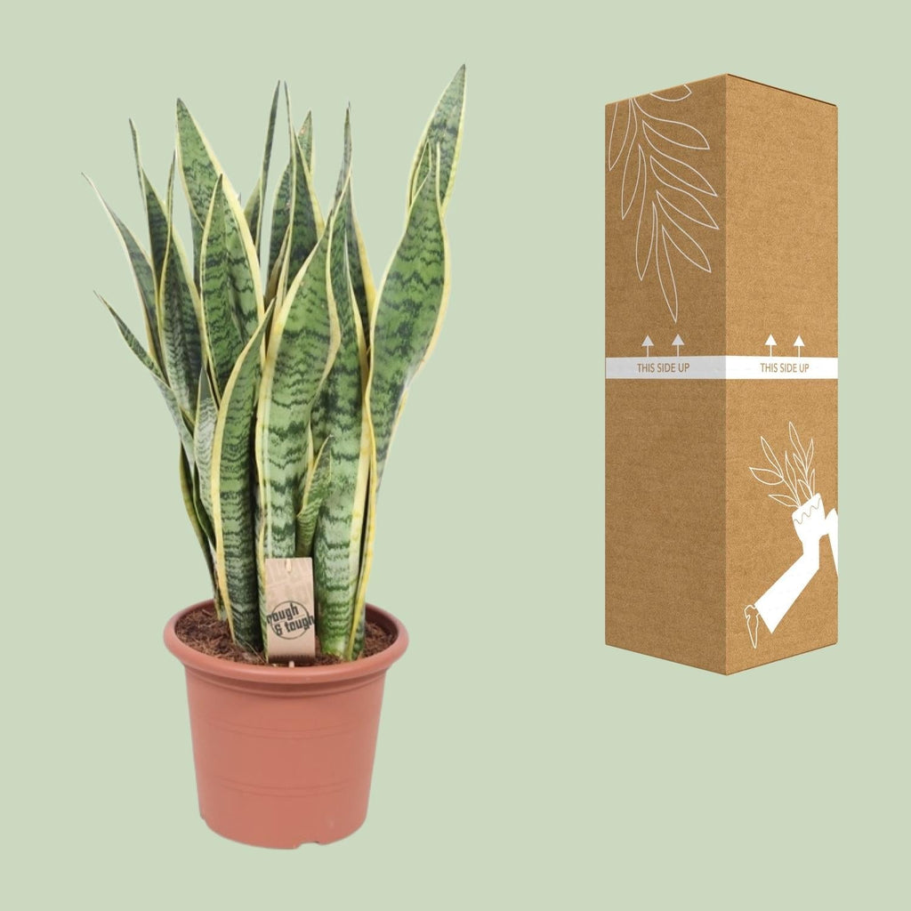 Bogenhanf – Sansevieria Trifasciata Laurentii – Ø25cm x ↕85cm – Schwiegermutterzunge mit gelb gerandeten Blättern – Plant
