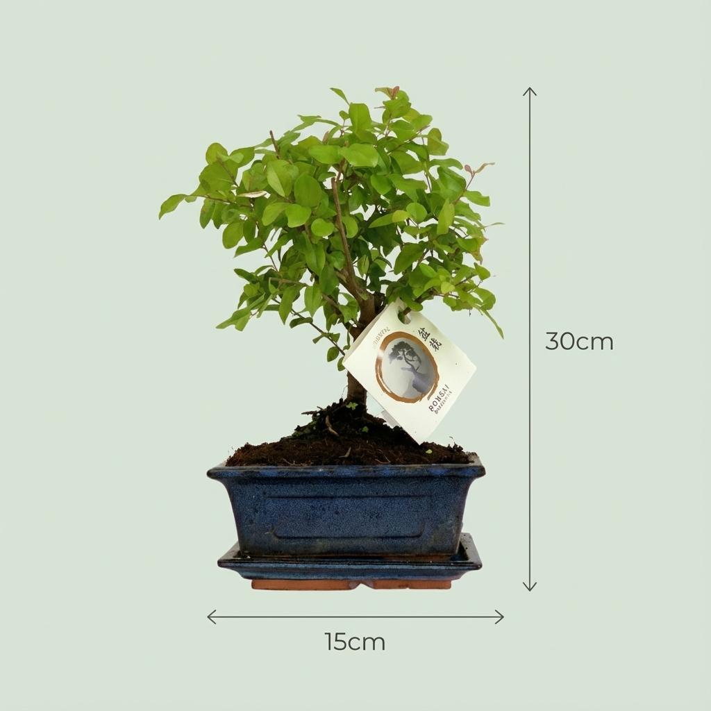 Bonsai Baum Set – 2 Pflanzen – Höhe 25-30cm – Kugelförmige Krone – Im dekorativen Keramiktopf – Miniaturbaum für Wohnraum Büro & Fensterbank