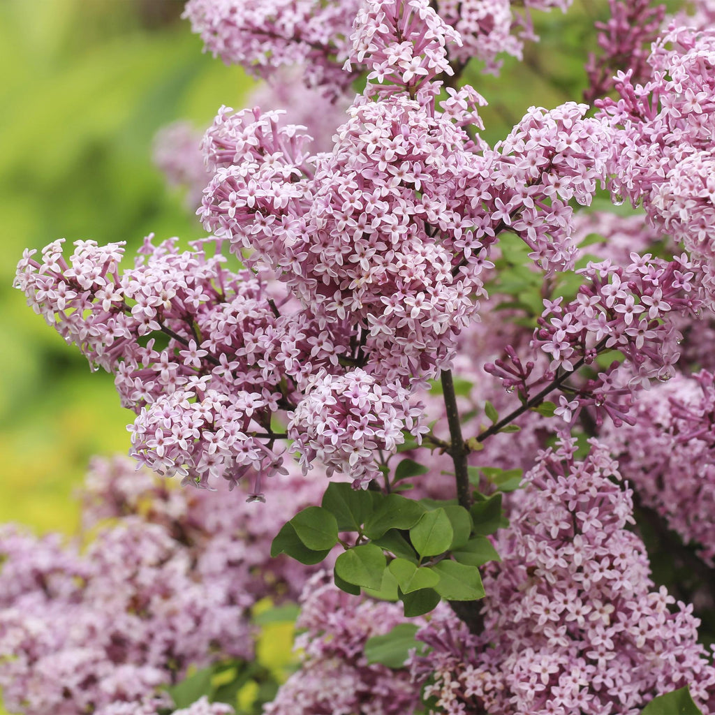 Zwergflieder Syringa meyeri Palibin – 19cm Höhe ca.90cm – Lila blühend & duftend – Winterhart & laubabwerfend – Ideal für Beet Balkon Terrasse – Plant