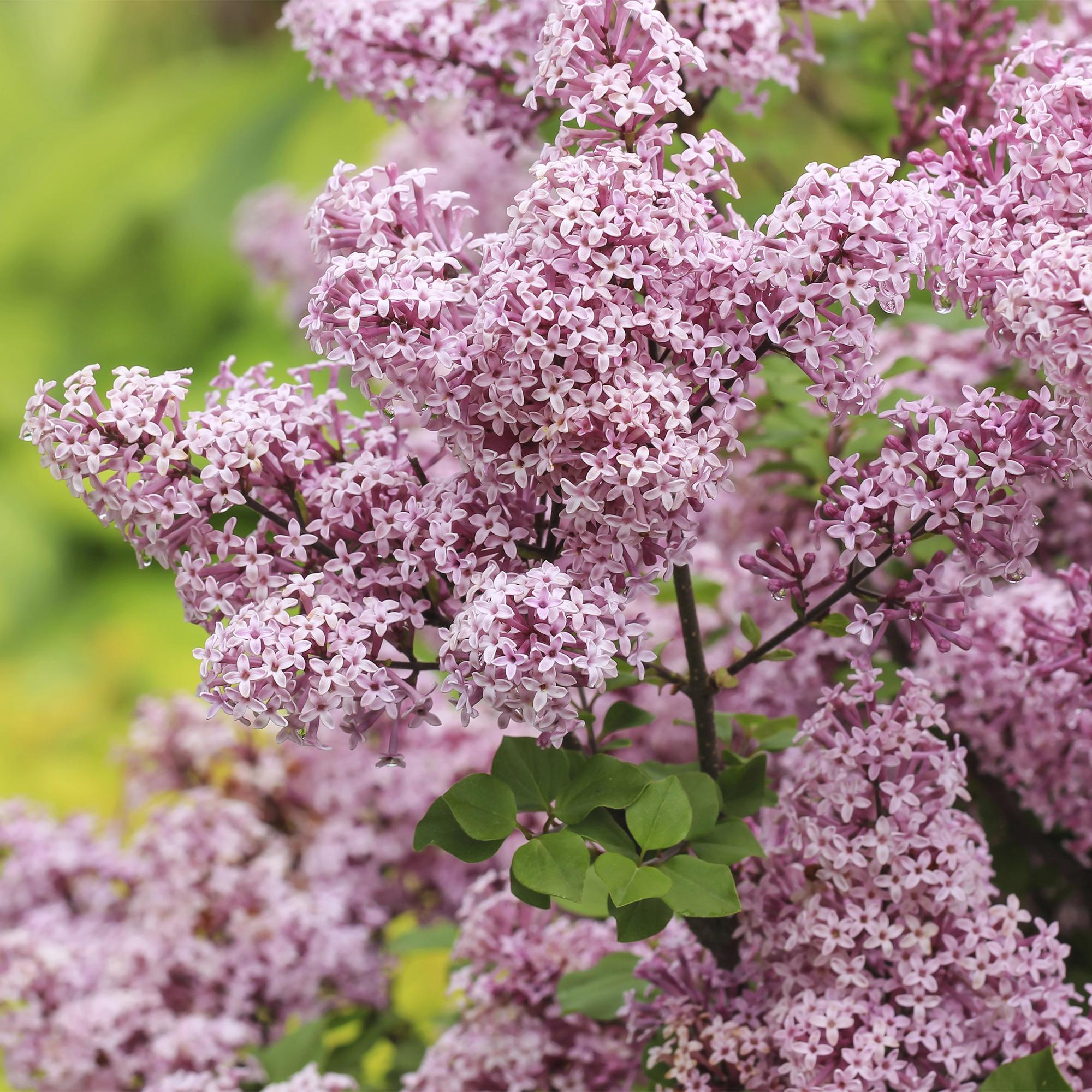 Zwergflieder Syringa meyeri Palibin – 19cm Höhe ca.90cm – Lila blühend & duftend – Winterhart & laubabwerfend – Ideal für Beet Balkon Terrasse – Plant