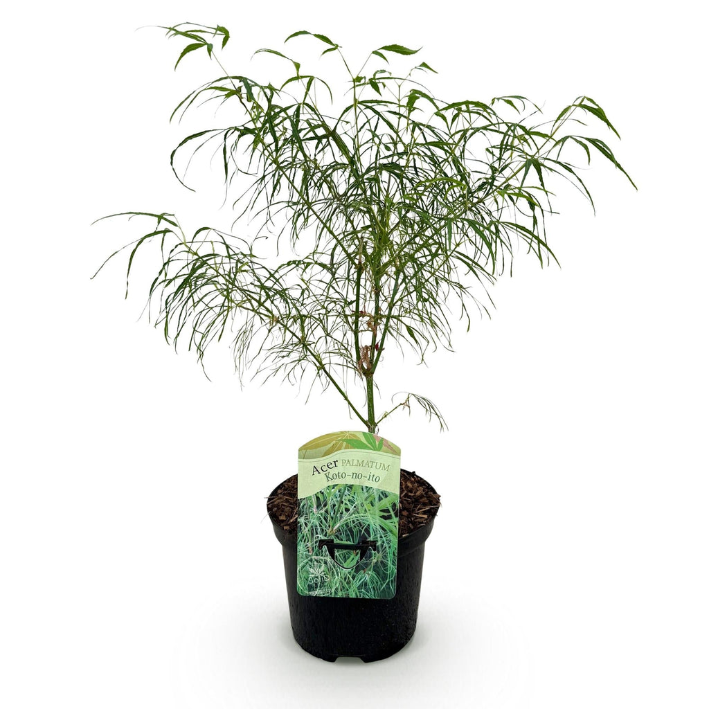 Japanischer Ahorn – Acer palmatum Koto – no – ito – Zierahorn im Topf 19cm – ca. 70cm hoch – Feingliedrig & mehrfarbig – Balkon – & Terrassenpflanze – Plant