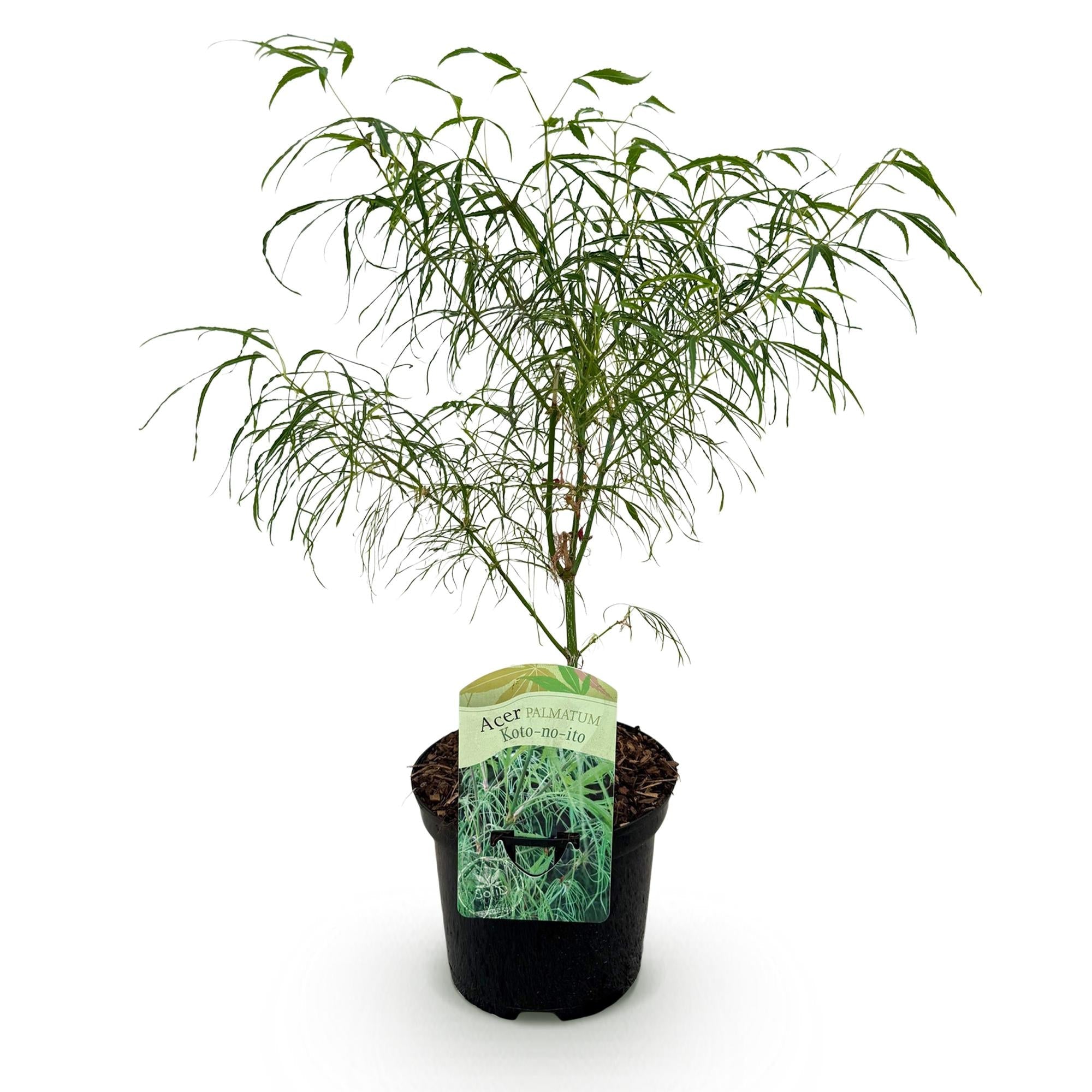 Japanischer Ahorn – Acer palmatum Koto – no – ito – Zierahorn im Topf 19cm – ca. 70cm hoch – Feingliedrig & mehrfarbig – Balkon – & Terrassenpflanze – Plant