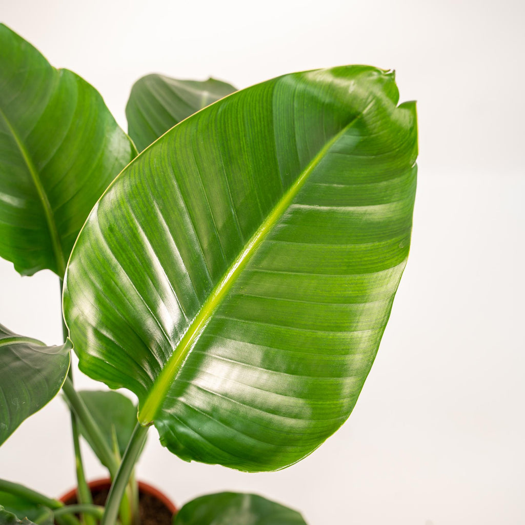 Baum – Strelitzie – Strelitzia Nicolai – Zimmerpflanze Ø19cm ↕90cm im dekorativen Korb Selin – Luftreinigende Tropenpflanze für Wohnzimmer & Büro – Plant