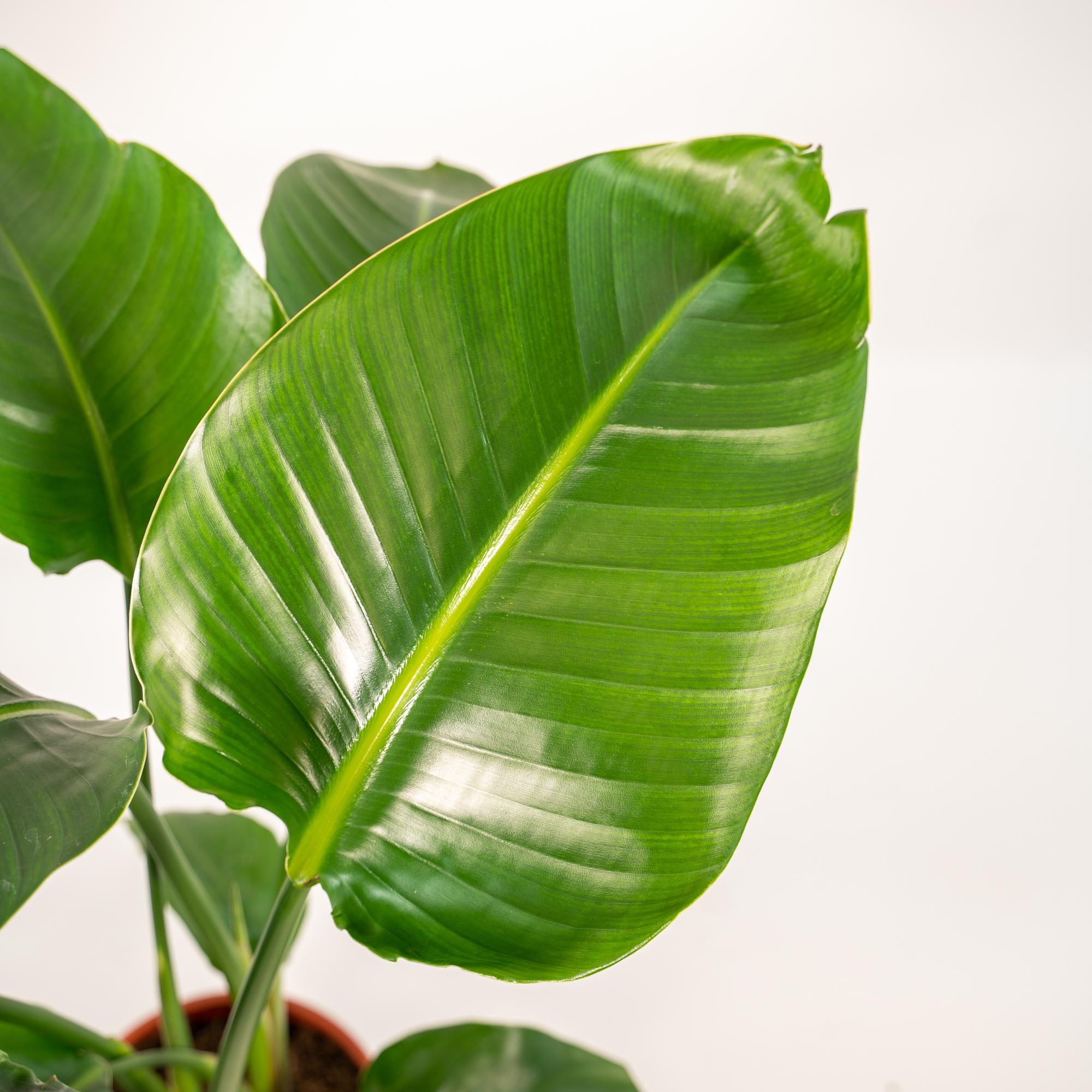 Baum – Strelitzie – Strelitzia Nicolai – Zimmerpflanze Ø19cm ↕90cm im dekorativen Korb Selin – Luftreinigende Tropenpflanze für Wohnzimmer & Büro – Plant