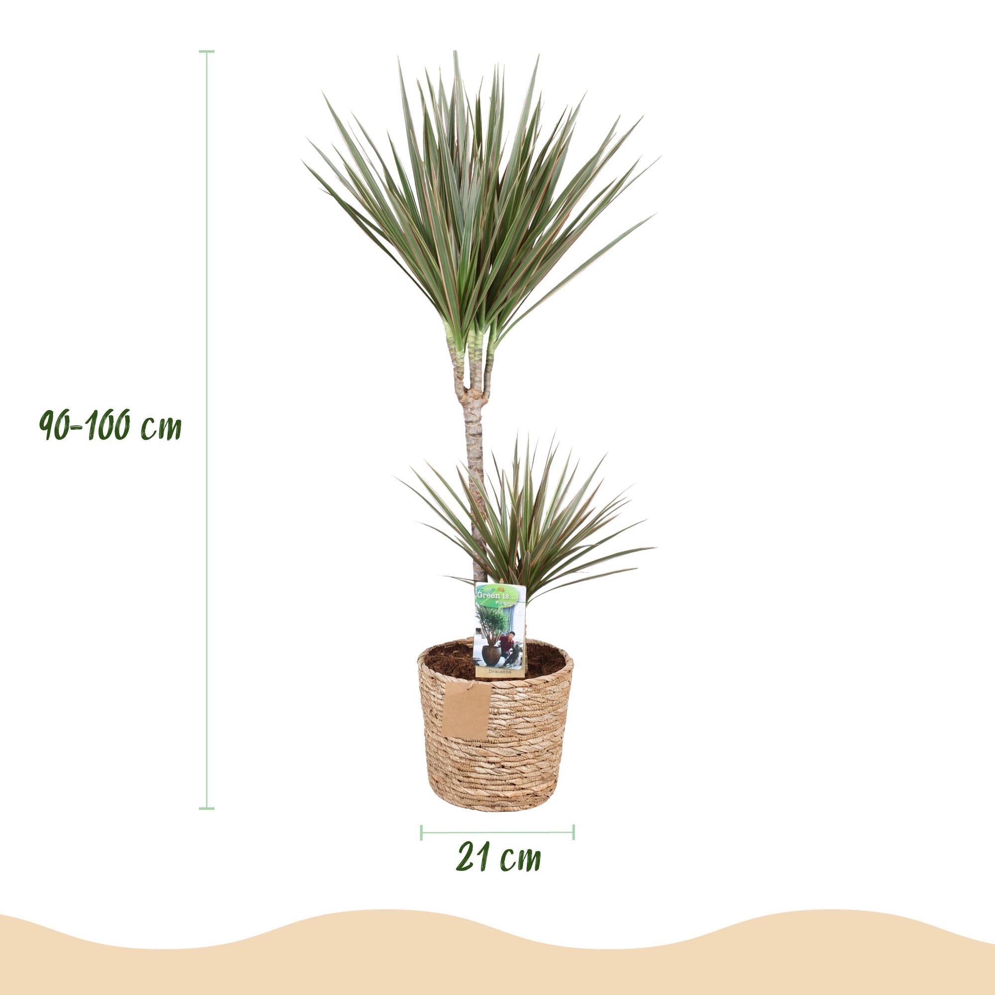 Dracaena Marginata Bicolor – 90-100cm – 21cm inkl. Naturkorb – Pflegeleichter Drachenbaum – Grün – Braunes zweifarbiges Blattwerk – & Arbeitsräume – Plant