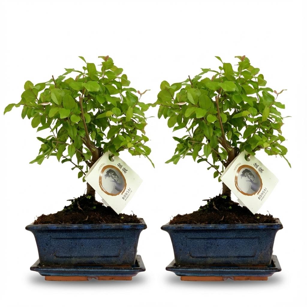 Bonsai Baum Set – 2 Pflanzen – Höhe 25-30cm – Kugelförmige Krone – Im dekorativen Keramiktopf – Miniaturbaum für Wohnraum Büro & Fensterbank