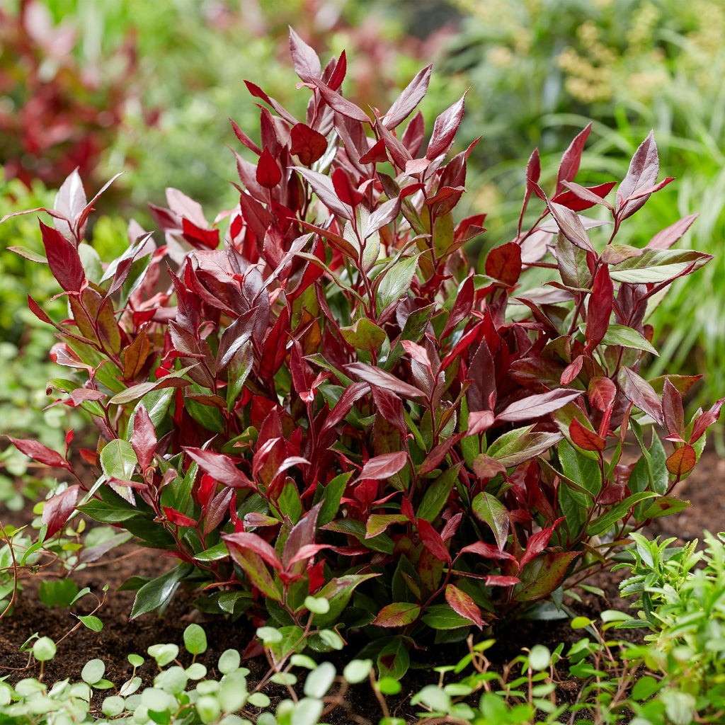 Traubenheide Leucothoe Little Flame – 17cm Höhe ca.40cm – Immergrün & farbwechselnd – Rotes Herbstlaub – Pflegeleichter dekorativer Zierstrauch – Plant