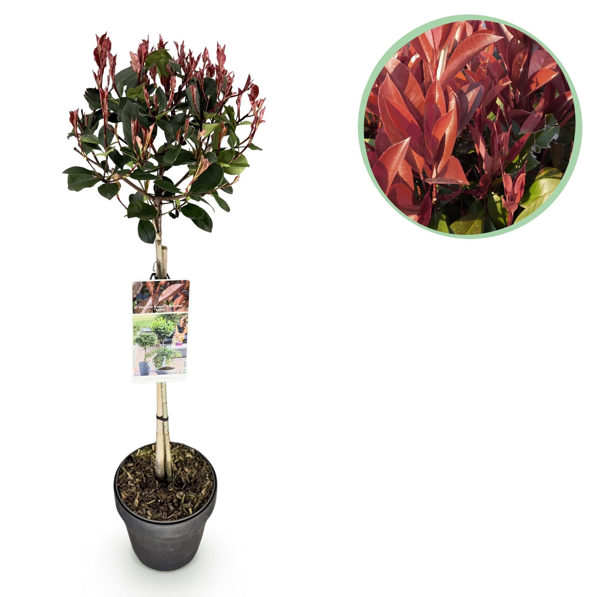 Glanzmispel Photinia fraseri Little Red Robin – 19cm Höhe ca.90cm – Immergrün & winterhart – Grün-rotes Laub – Ziergehölz – Plant