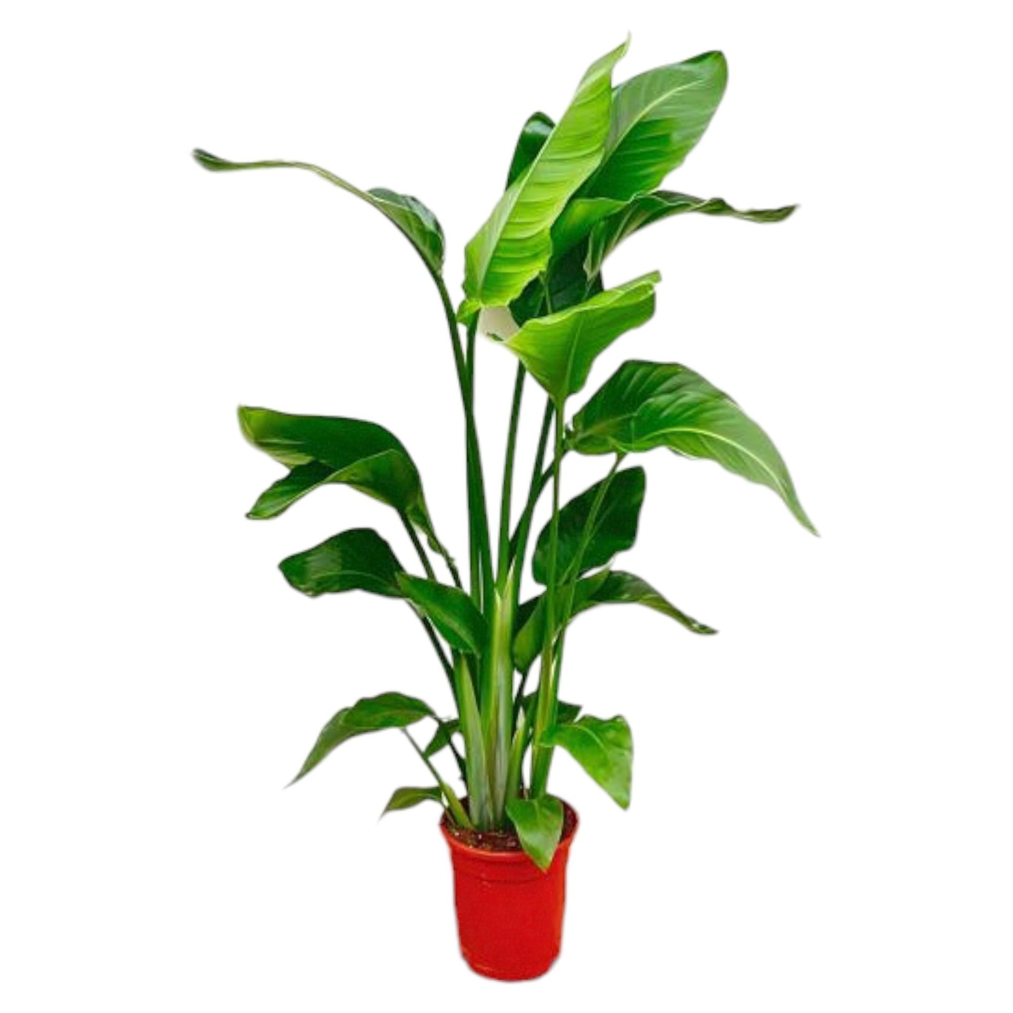 Strelitzia Nicolai – Paradiesvogelblume – Zimmerpflanze 70-90cm – Ø17cm – Tropische Grünpflanze für Wohnzimmer & Büro – Exotisch & pflegeleicht – Plant