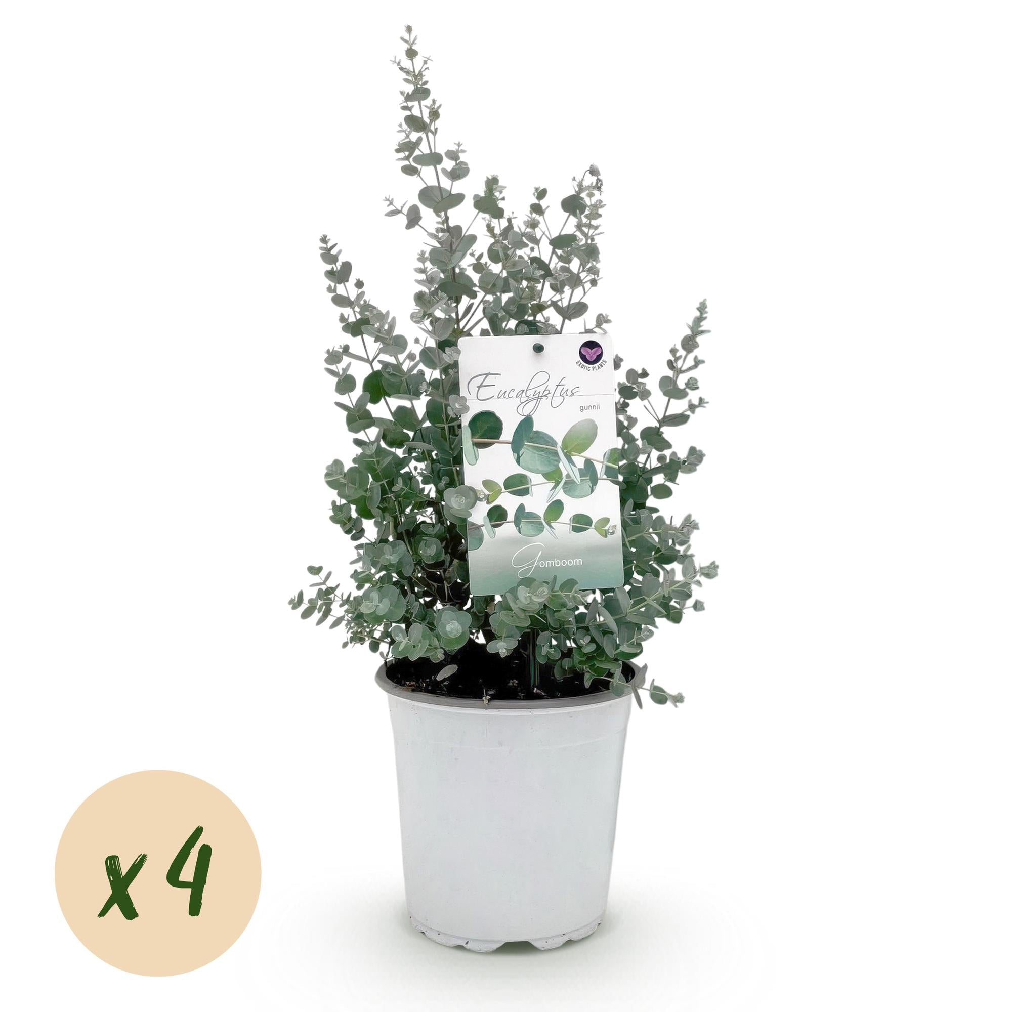 Eukalyptusbaum Eucalyptus gunnii – Winterhart – Terrassenpflanze – Grau – Ø17cm, Höhe ca. 40cm – Duftende & pflegeleichte Garten – Plant