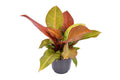 Philodendron „Prince of Orange“ – Zimmerpflanze mit orangeroten neuen Blättern – Höhe ca. 60cm – Ø19cm – Pflegeleichte & dekorative Grünpflanze für Wohnzimmer, Büro & Urban Jungle