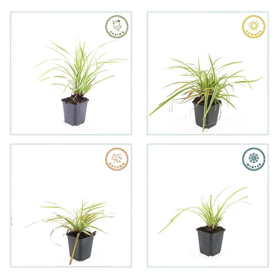 Goldrand Segge Carex morrowii 'Aureovariegata' – ↕10-25cm – Ø9cm – Immergrünes Ziergras & Bodendecker – Winterhart & pflegeleicht – Plant