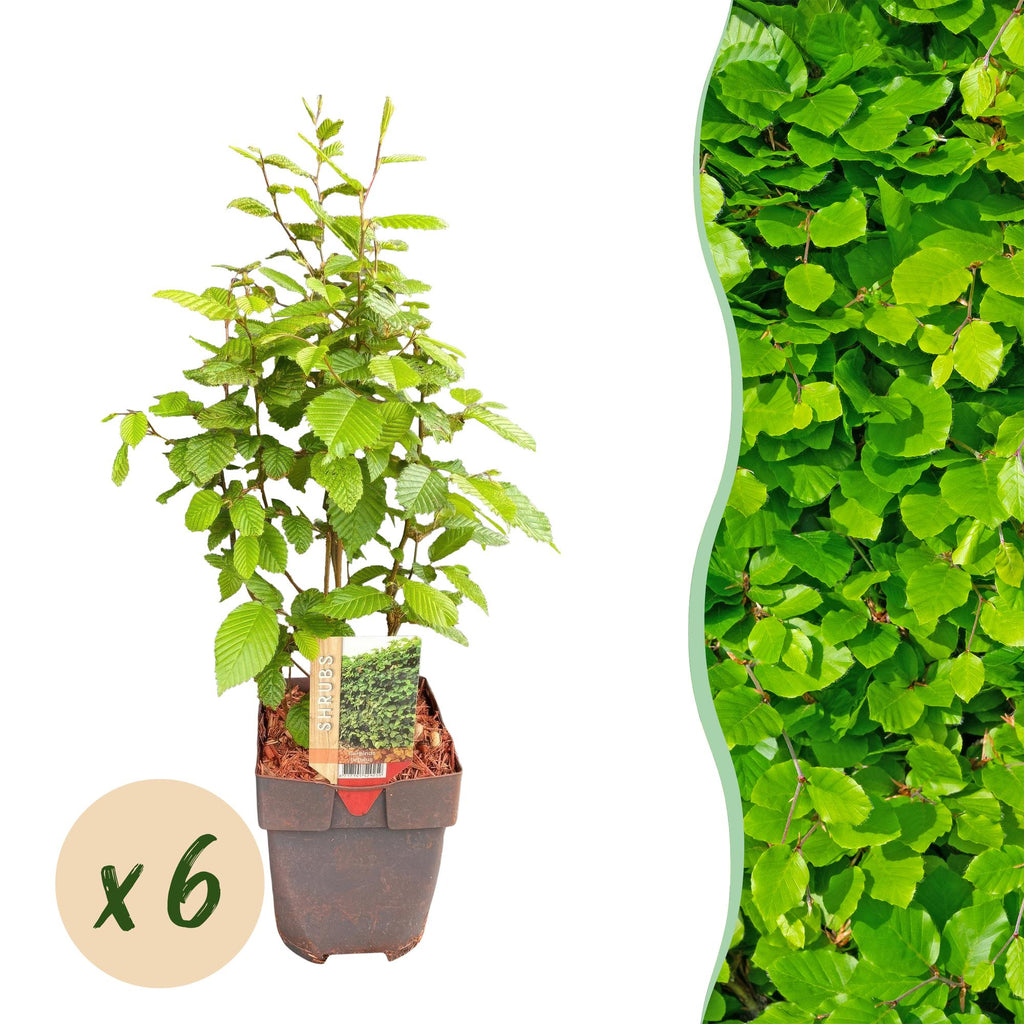 Gemeine Hainbuche Carpinus betulus – Heckenpflanze – 6 Pflanzen – 1 laufender Meter – 17cm – Höhe 55cm – Dichtes Laub – Privatsphäre – Plant