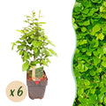 Gemeine Hainbuche Carpinus betulus – Heckenpflanze – 6 Pflanzen – 1 laufender Meter – 17cm – Höhe 55cm – Dichtes Laub – Privatsphäre – Plant