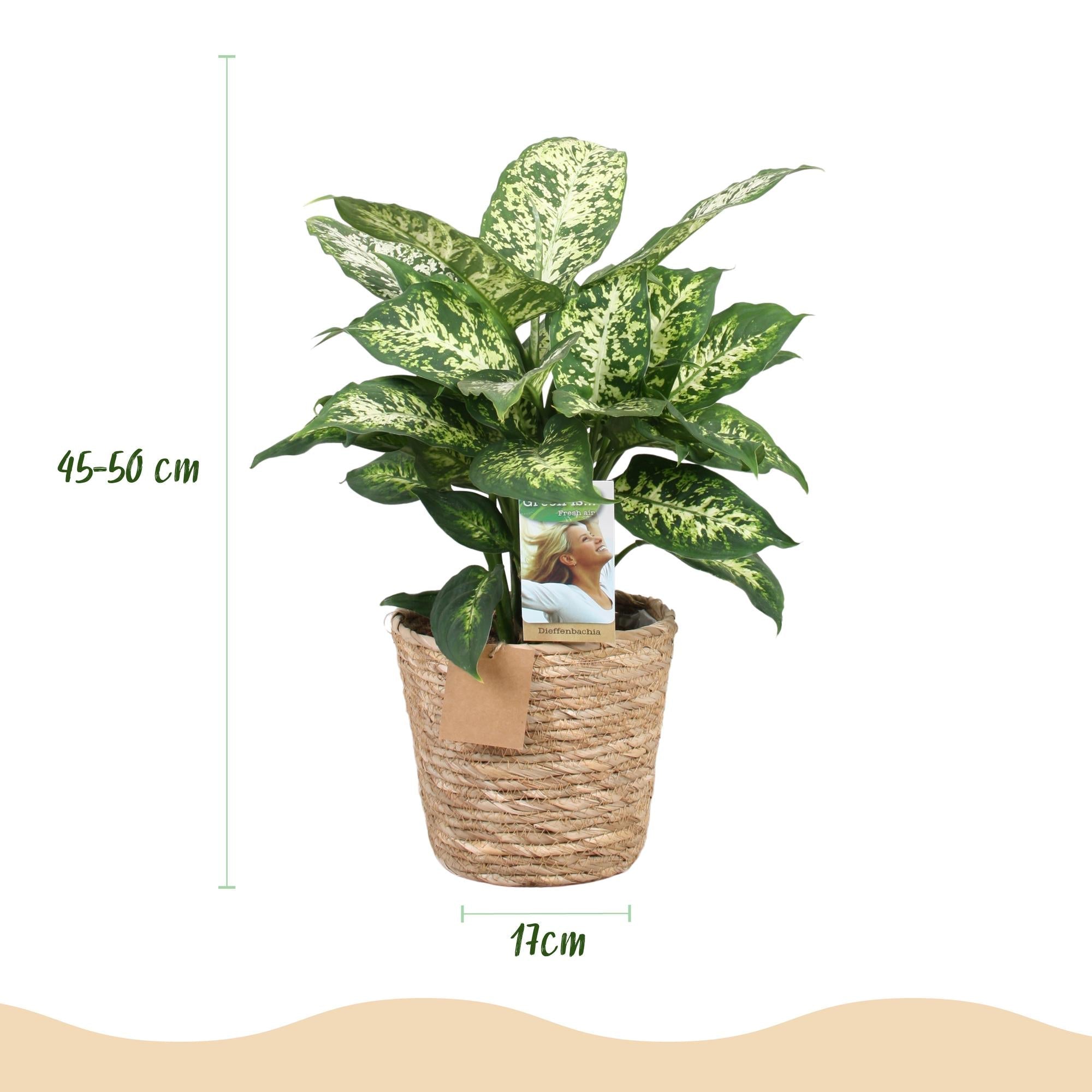 Dieffenbachia Compacta – 45-50cm – 17cm inkl. Naturkorb – Pflegeleichte bunte Zimmerpflanze – Marmoriertes Blattwerk – Plant