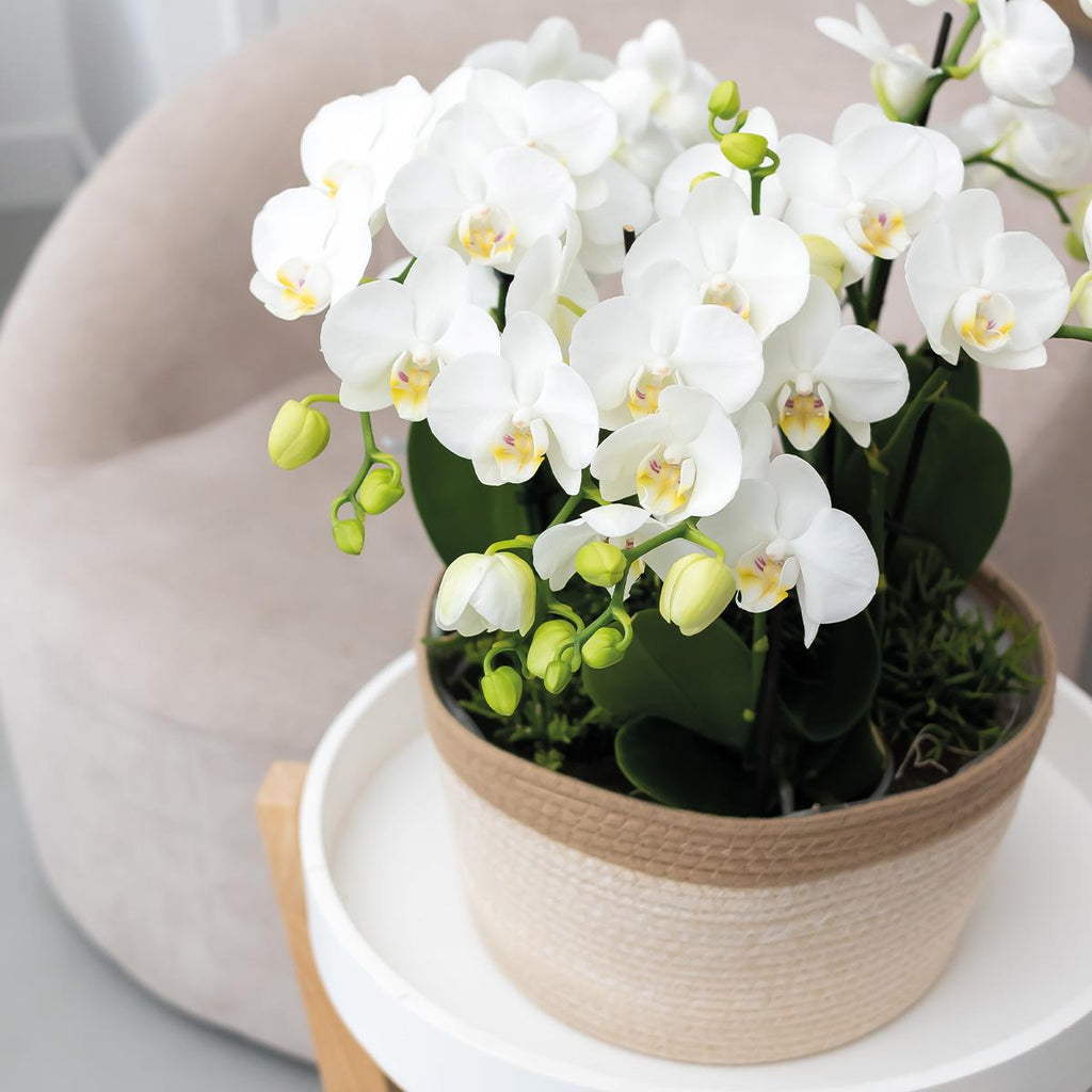 Orchideen Set Weiß im Baumwollkorb mit Wassertank – 3 Phalaenopsis Orchidee 12cm + Rhipsalis & Tillandsie – Deko Orchideen Arrangement mit integriertem Bewässerungssystem – Plant