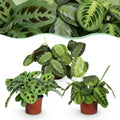 Maranta Mix – 3 Pflanzen – Ø12cm Höhe ca.25cm – Silverband Lemon Lime Kerchoveana – Gebetspflanze Set – Haustierfreundliche Zimmerpflanzen