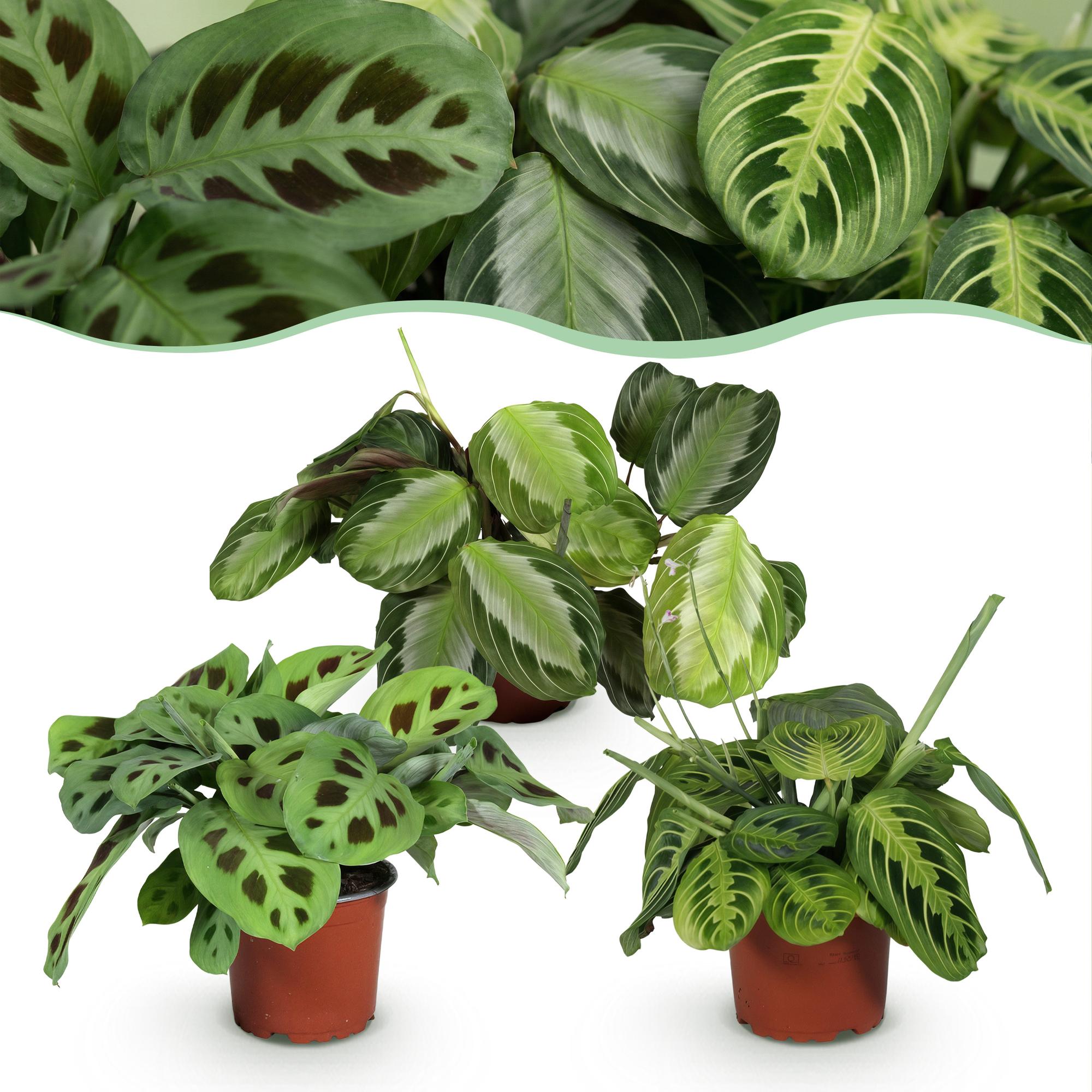 Maranta Mix – 3 Pflanzen – Ø12cm Höhe ca.25cm – Silverband Lemon Lime Kerchoveana – Gebetspflanze Set – Haustierfreundliche Zimmerpflanzen