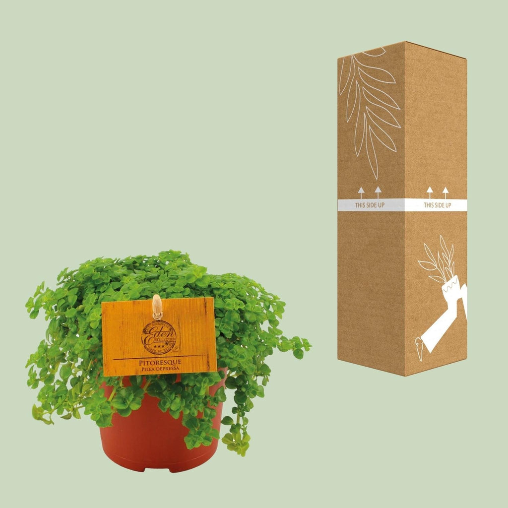Kanonierblume – Pilea depressa – Ø10,5cm – ↕15cm – Zimmerpflanze – Pflegeleicht & luftreinigend – Kompakte Grünpflanze für Innenräume – Plant