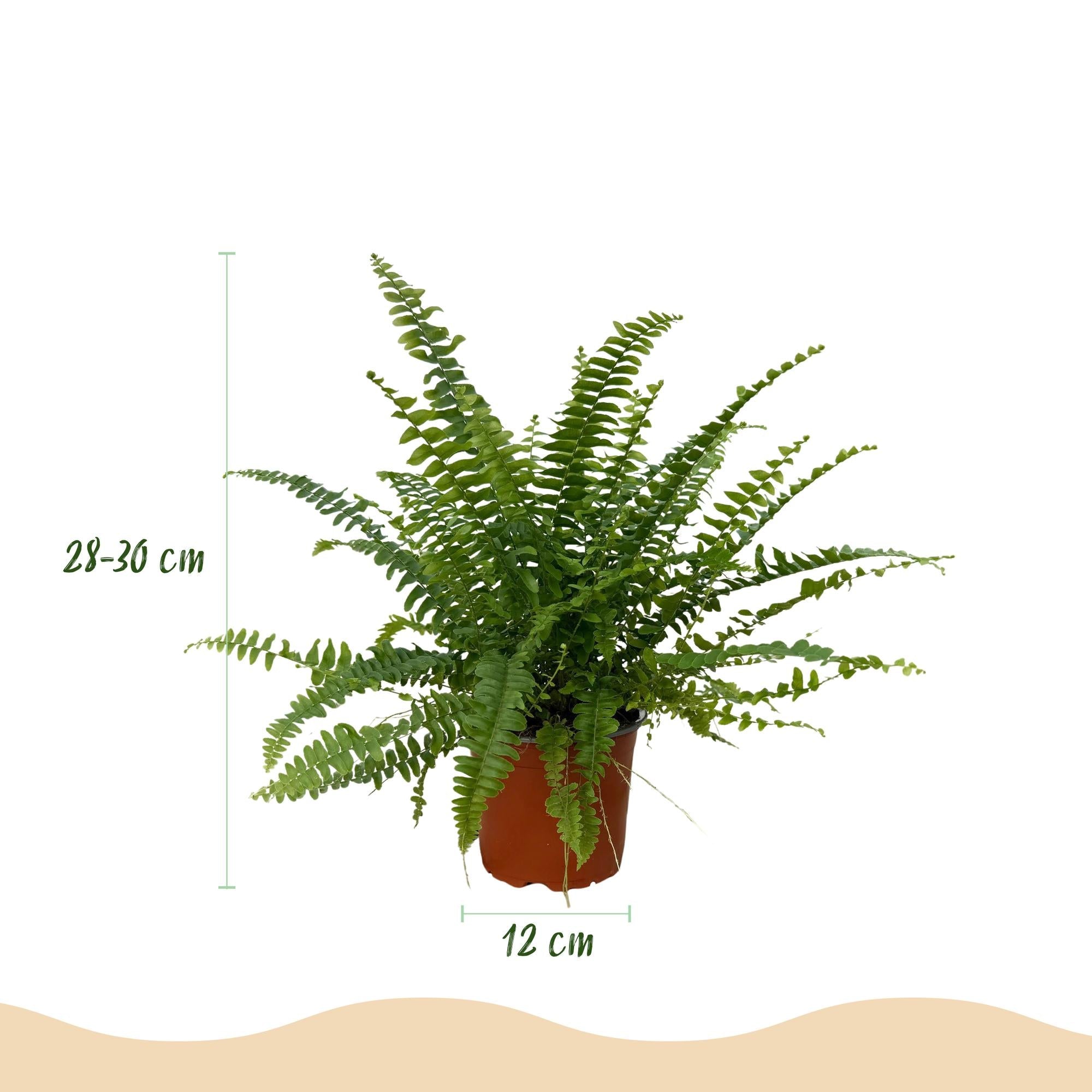 Nephrolepis exaltata Green Lady – 2 Pflanzen Set – Ø12cm Höhe 28-30cm – Schwertfarn mit üppigem Blattwerk – Haustierfreundliche Zimmerpflanze