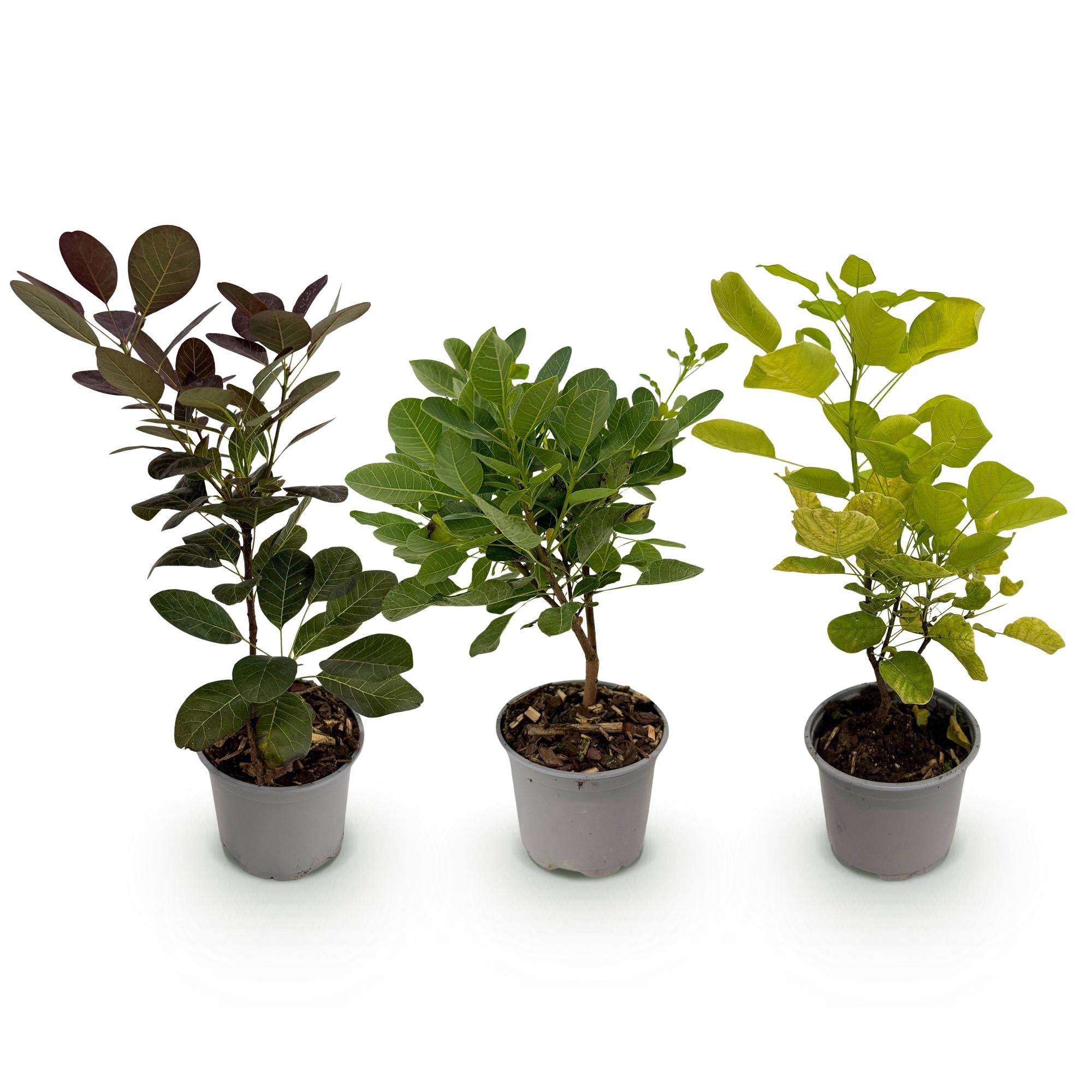 Perückenstrauch Cotinus coggyria Tricolour – 3 Pflanzen – 12cm – Höhe ca. 35cm – Pflegeleichter Strauch in Lila, Grün & Gelb