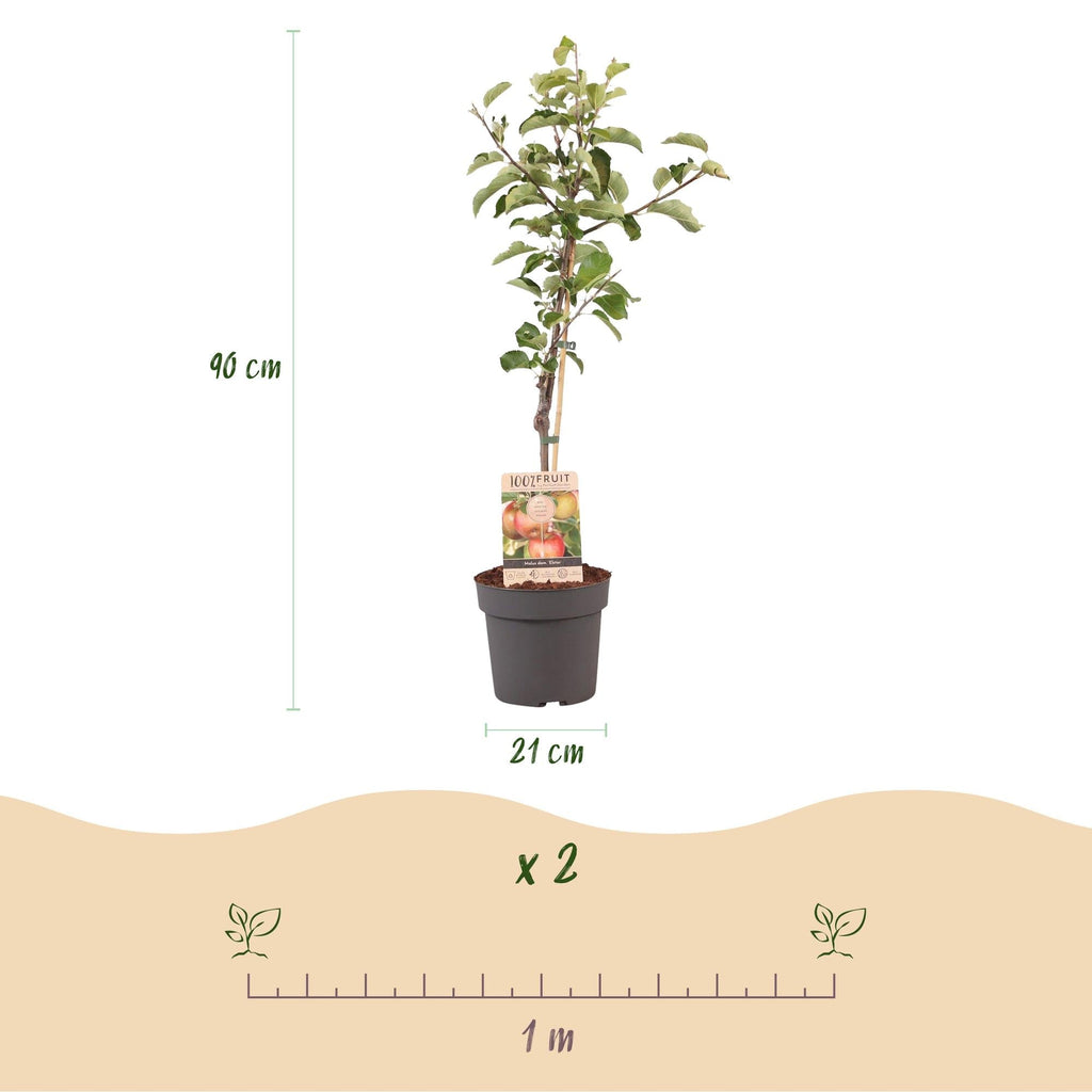 Apfelbaum – Malus domestica 'Elstar' – Rote & grüne Äpfel – Obstbaum für Garten & Balkon – Pflegeleicht – Topf Ø21cm – Höhe ca. 90cm – Plant