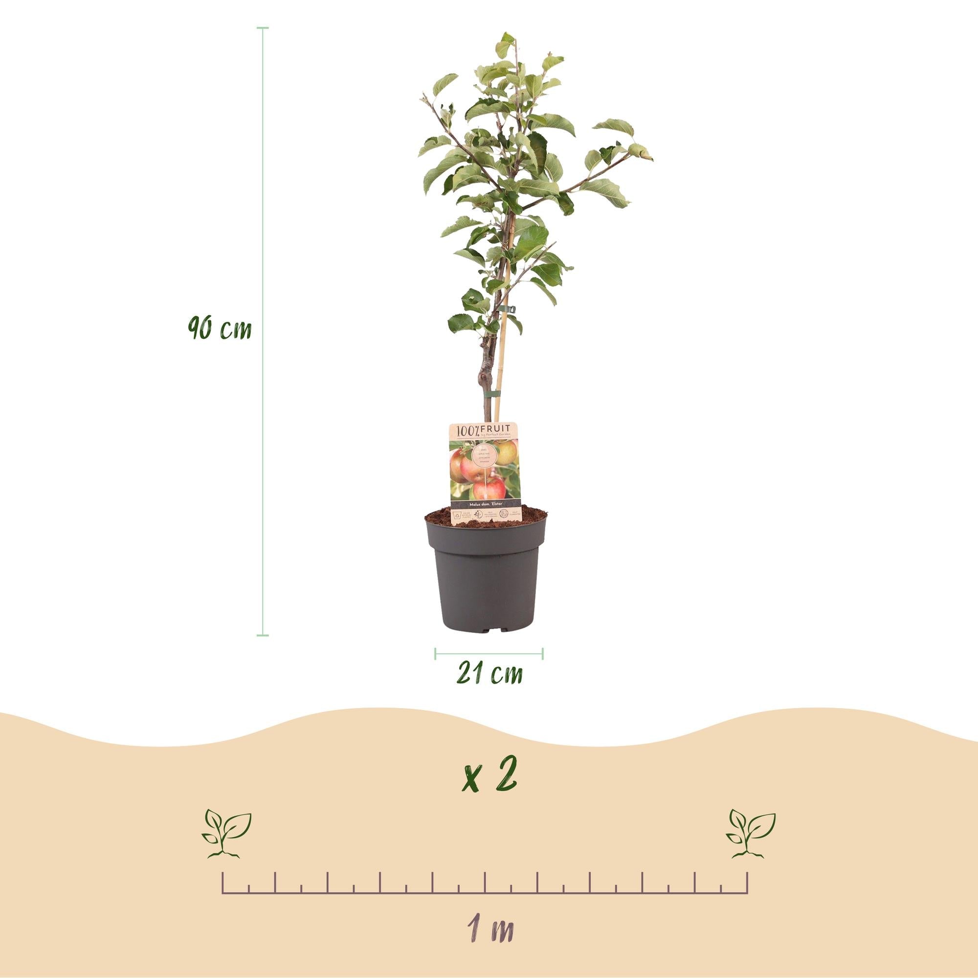 Apfelbaum – Malus domestica 'Elstar' – Rote & grüne Äpfel – Obstbaum für Garten & Balkon – Pflegeleicht – Topf Ø21cm – Höhe ca. 90cm – Plant