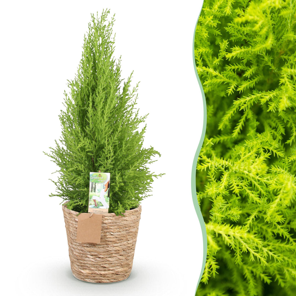 Cupressus Gold Crest Wilma – 85-95cm – 21cm inkl. Naturkorb – Pflegeleichte Zimmerkonifere – Plant