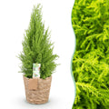 Cupressus Gold Crest Wilma – 85-95cm – 21cm inkl. Naturkorb – Pflegeleichte Zimmerkonifere – Plant
