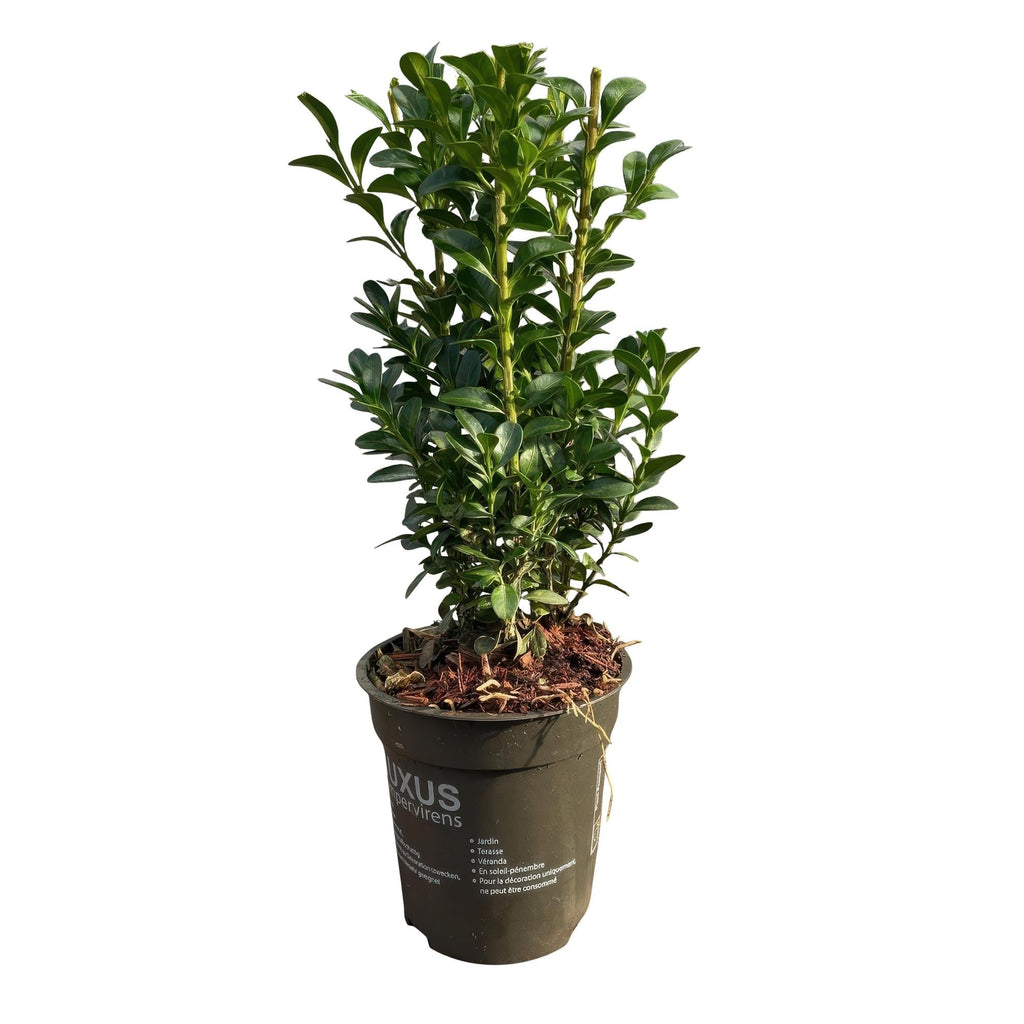 Gewöhnlicher Buchsbaum Buxus sempervirens – Immergrüne Heckenpflanzen – 8 Pflanzen – 1m – 9cm Höhe 20-25cm – Grün – Pflegeleicht – Plant
