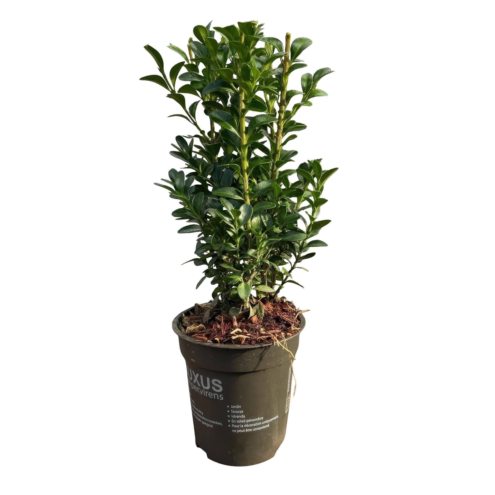 Gewöhnlicher Buchsbaum Buxus sempervirens – Immergrüne Heckenpflanzen – 8 Pflanzen – 1m – 9cm Höhe 20-25cm – Grün – Pflegeleicht – Plant