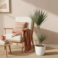 Dracaena Marginata Bicolor Pflanze Mit Weißem Topf Ø21cm Höhe ca.90-100cm Drachenbaum Pflegeleicht Grün Braun Großpflanze Für Zimmer Büro &
