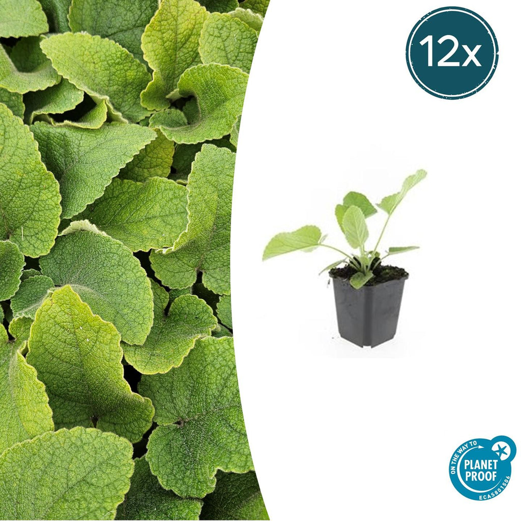 Russel Brandkraut Phlomis russeliana – ↕10-25cm – Ø9cm – Winterhart & Bienenfreundlich – Sommerblüher für Beete & Garten – Plant
