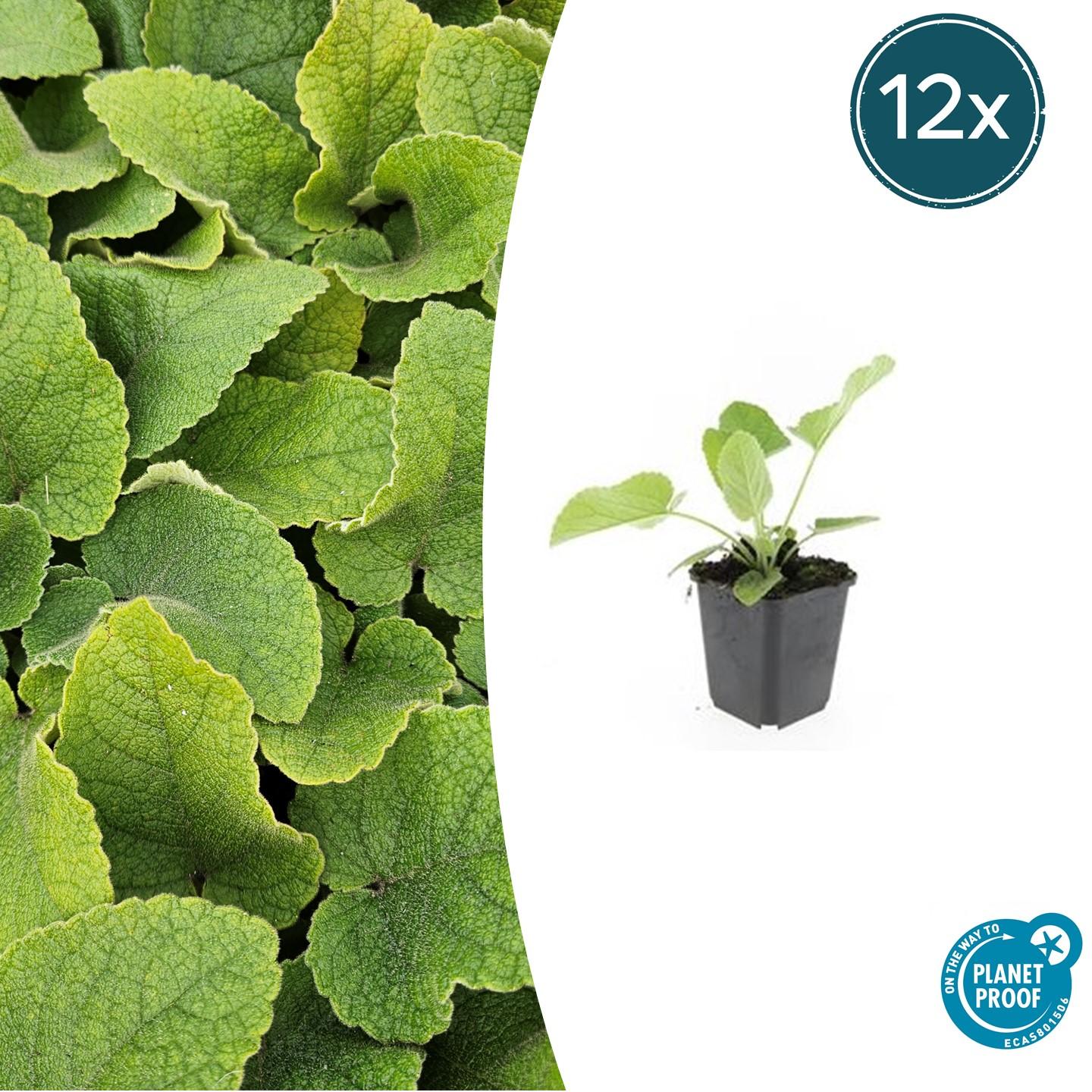 Russel Brandkraut Phlomis russeliana – ↕10-25cm – Ø9cm – Winterhart & Bienenfreundlich – Sommerblüher für Beete & Garten – Plant