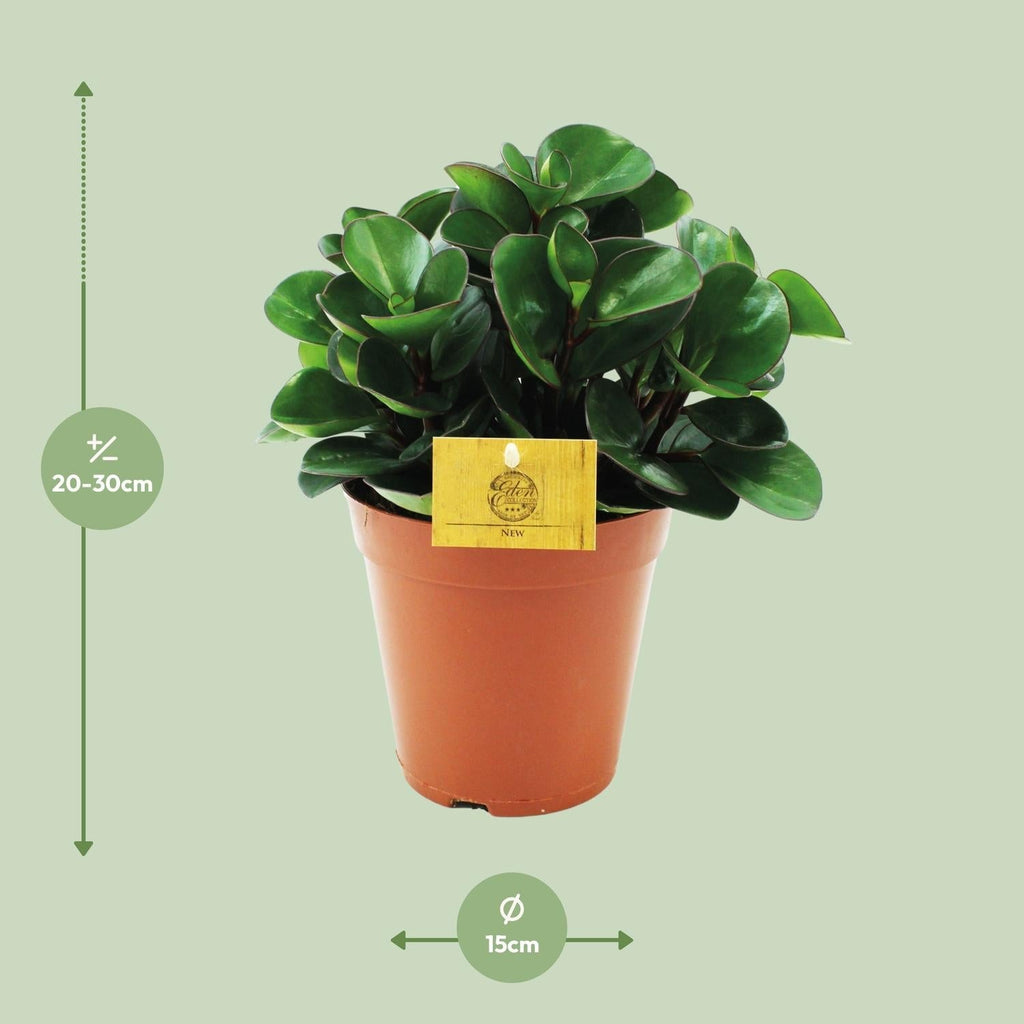 Peperomia Burning Bush – Zwergpfeffer Zimmerpflanze – Ø15cm – ca. 25cm hoch – Kompakte & pflegeleichte Blattschmuckpflanze – Plant