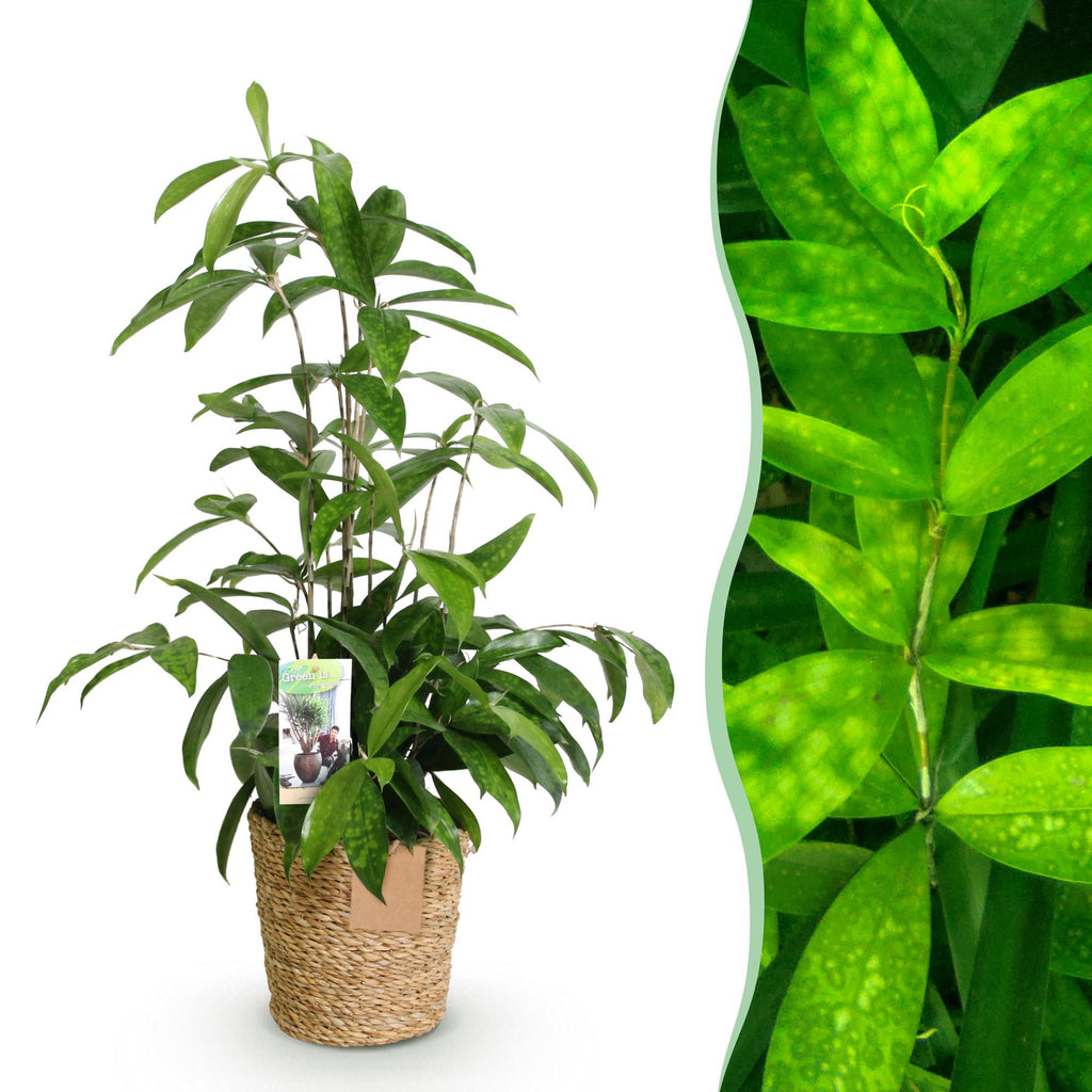 Dracaena surculosa – 60-70cm – 17cm inkl. Naturkorb – Pflegeleichter Drachenbaum – Grün gesprenkeltes Blattwerk