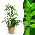 Dracaena surculosa – 60-70cm – 17cm inkl. Naturkorb – Pflegeleichter Drachenbaum – Grün gesprenkeltes Blattwerk