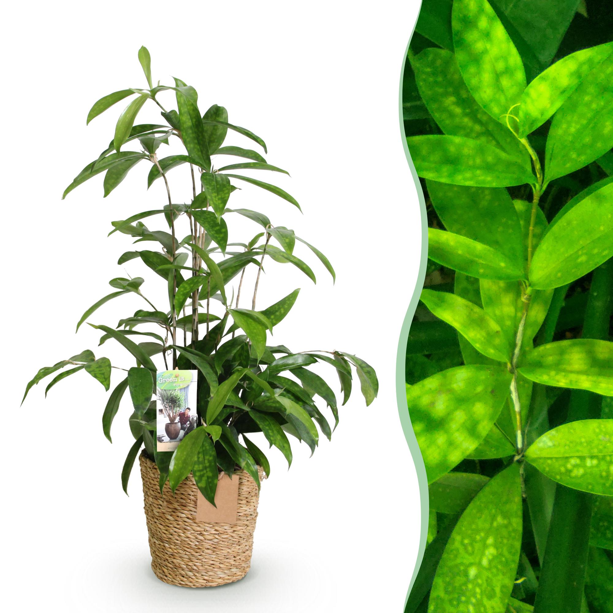 Dracaena surculosa – 60-70cm – 17cm inkl. Naturkorb – Pflegeleichter Drachenbaum – Grün gesprenkeltes Blattwerk