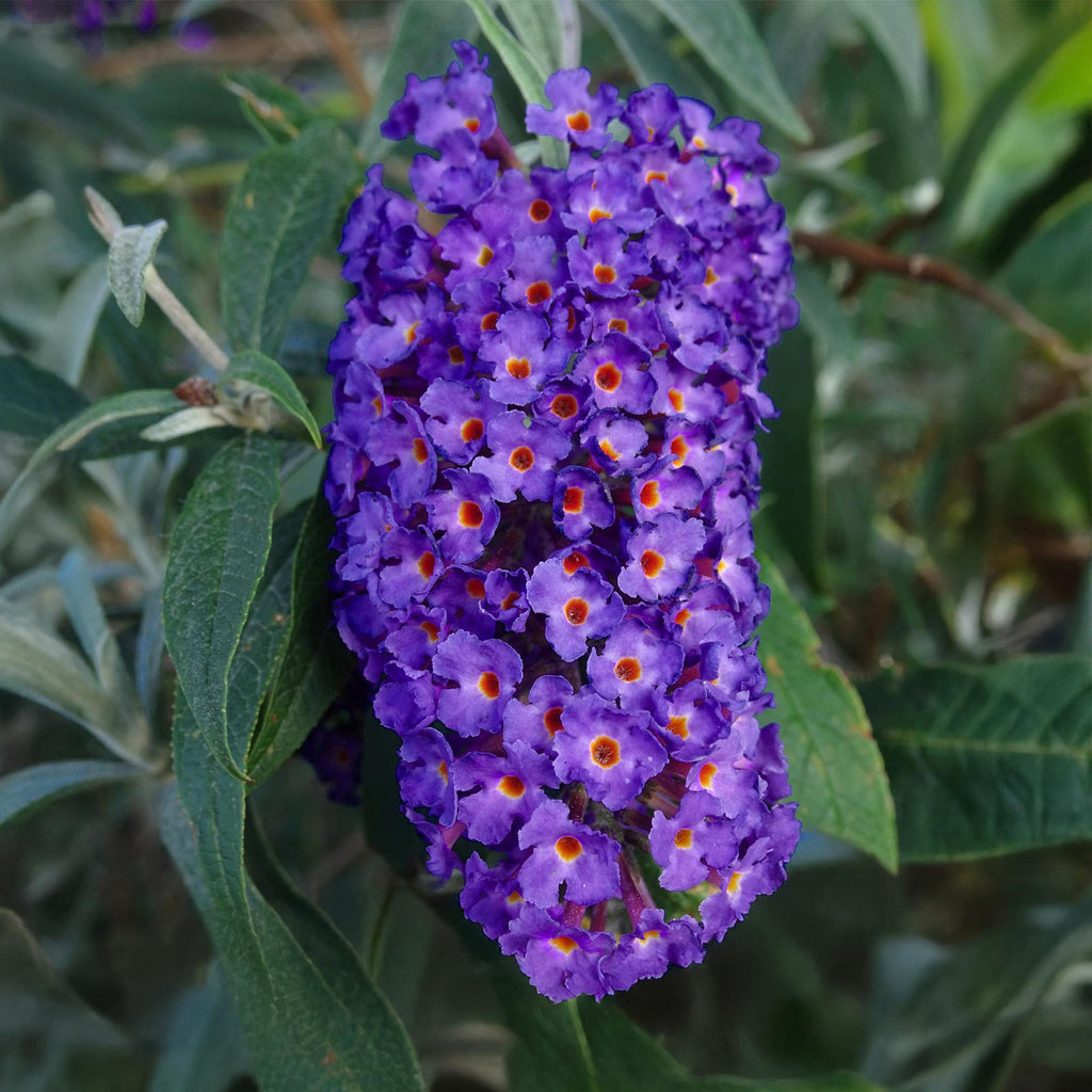 Schmetterlingsstrauch Buddleja davidii Empire Blue – Blau blühender, laubabwerfender Gartenstrauch – Schmetterlings – & bienenfreundlich – Plant
